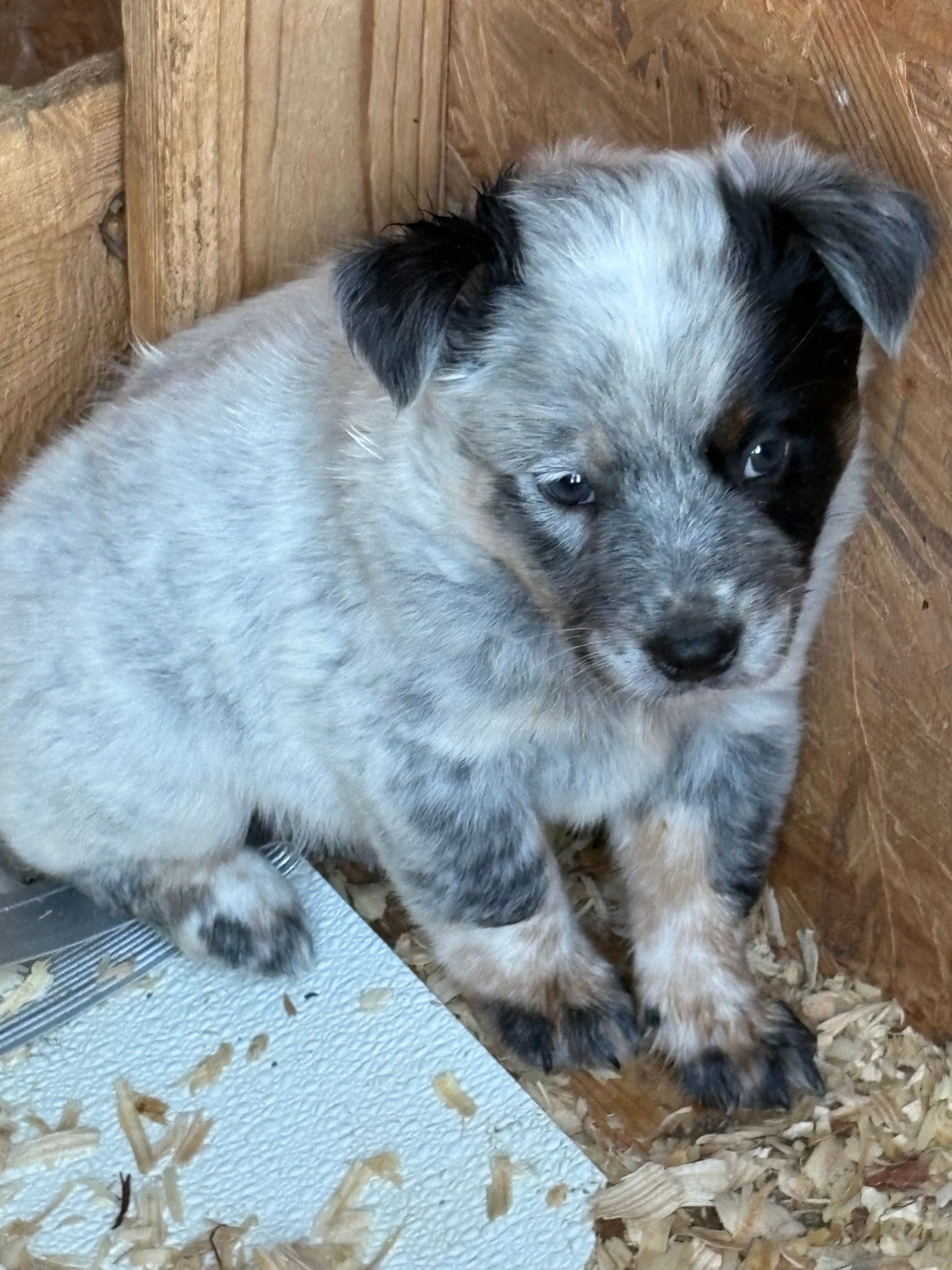 Ziech – Australian Cattle Dog puppy for sale in Munfordville, KY