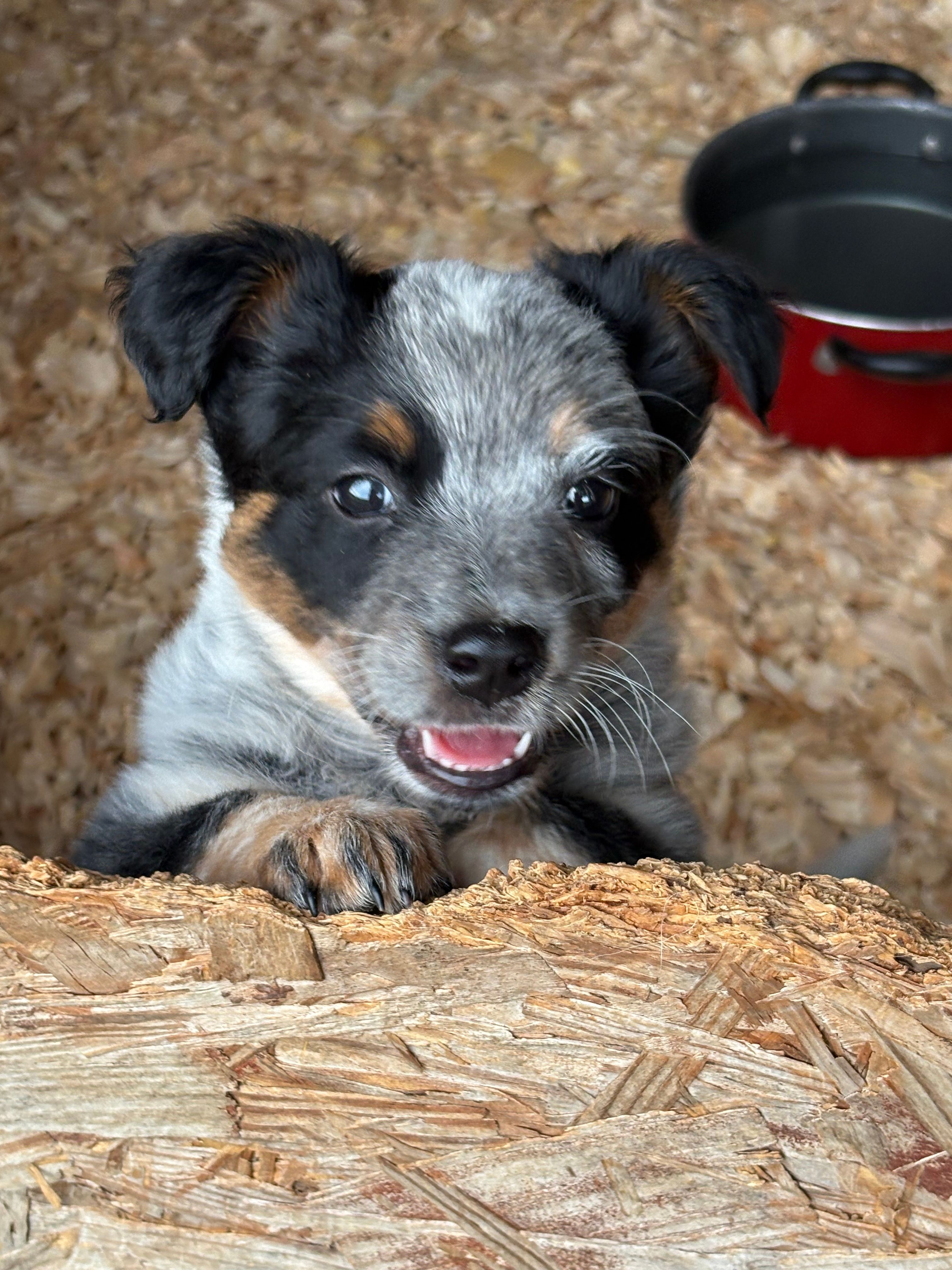 Dante – Australian Cattle Dog puppy for sale in Munfordville, KY