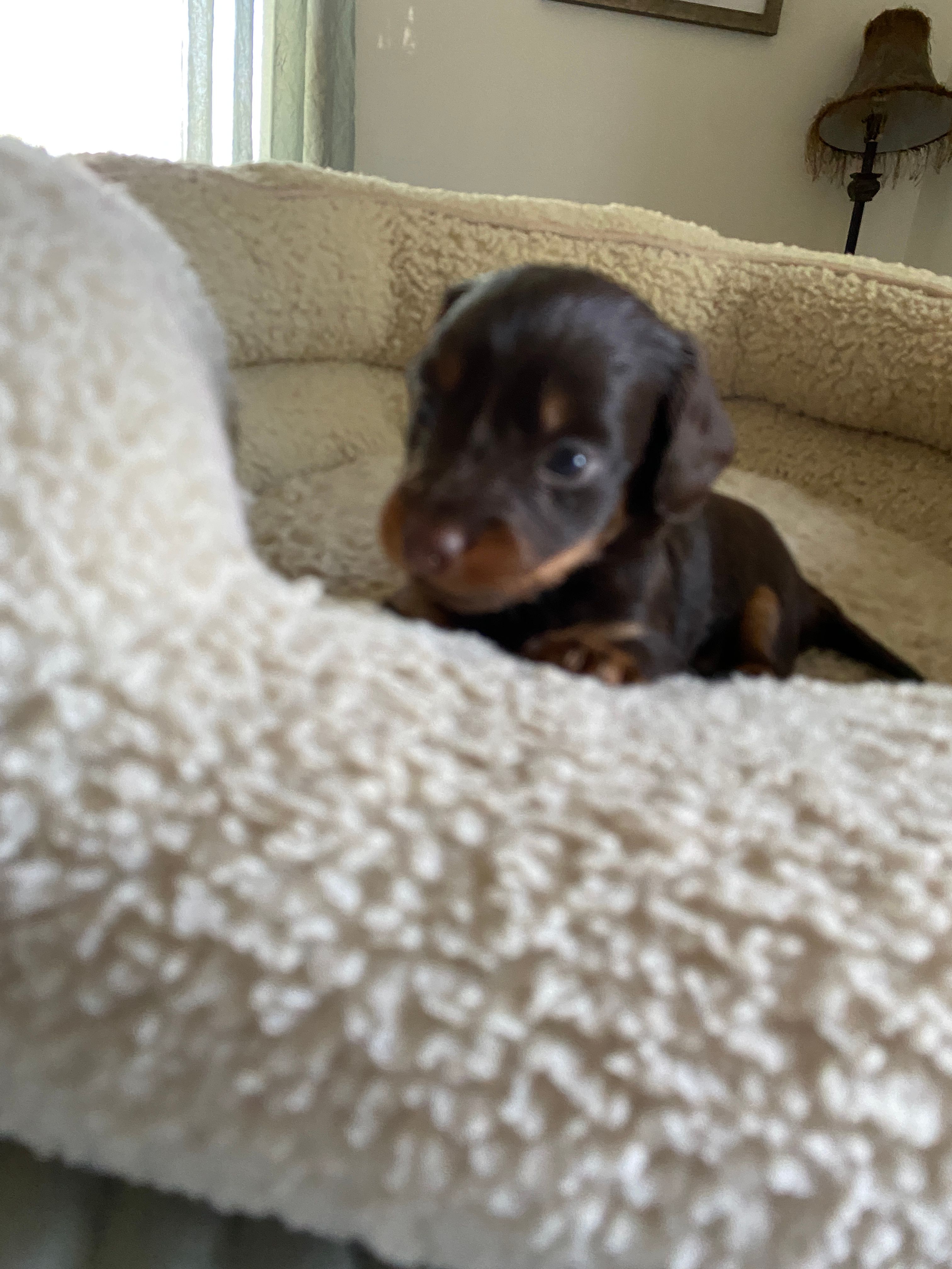 buddy – Miniature Dachshund puppy for sale in Fort Defiance, VA