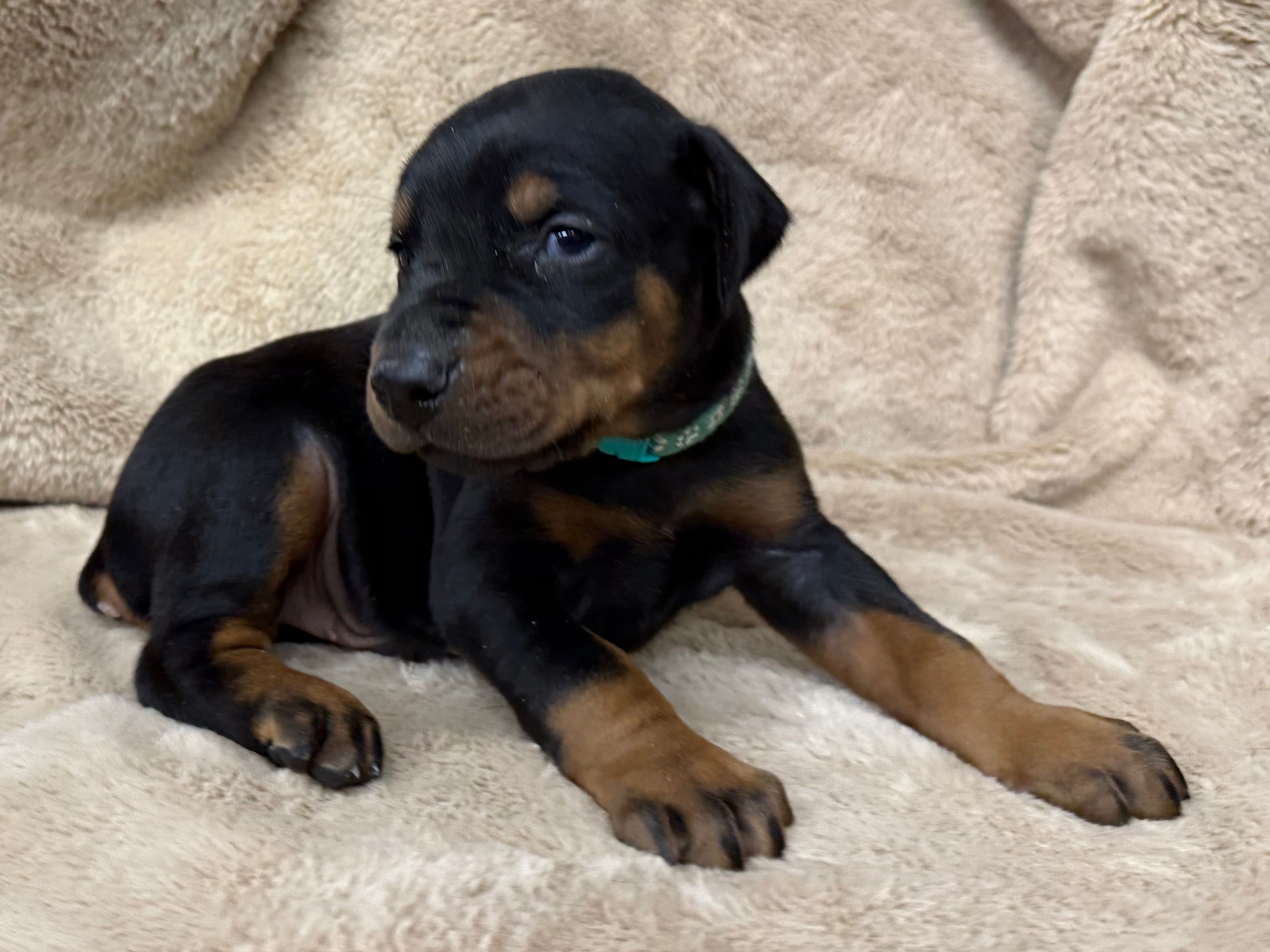 Male Euro 3 Blue Collar  – Doberman Pinscher puppy for sale in Newton, NC