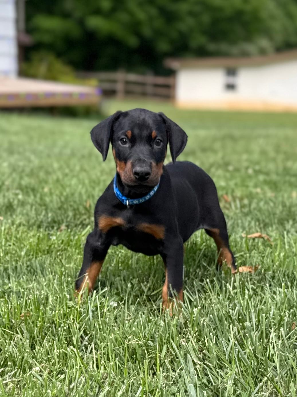 Blue Collar Male – Doberman Pinscher puppy for sale in Newton, NC