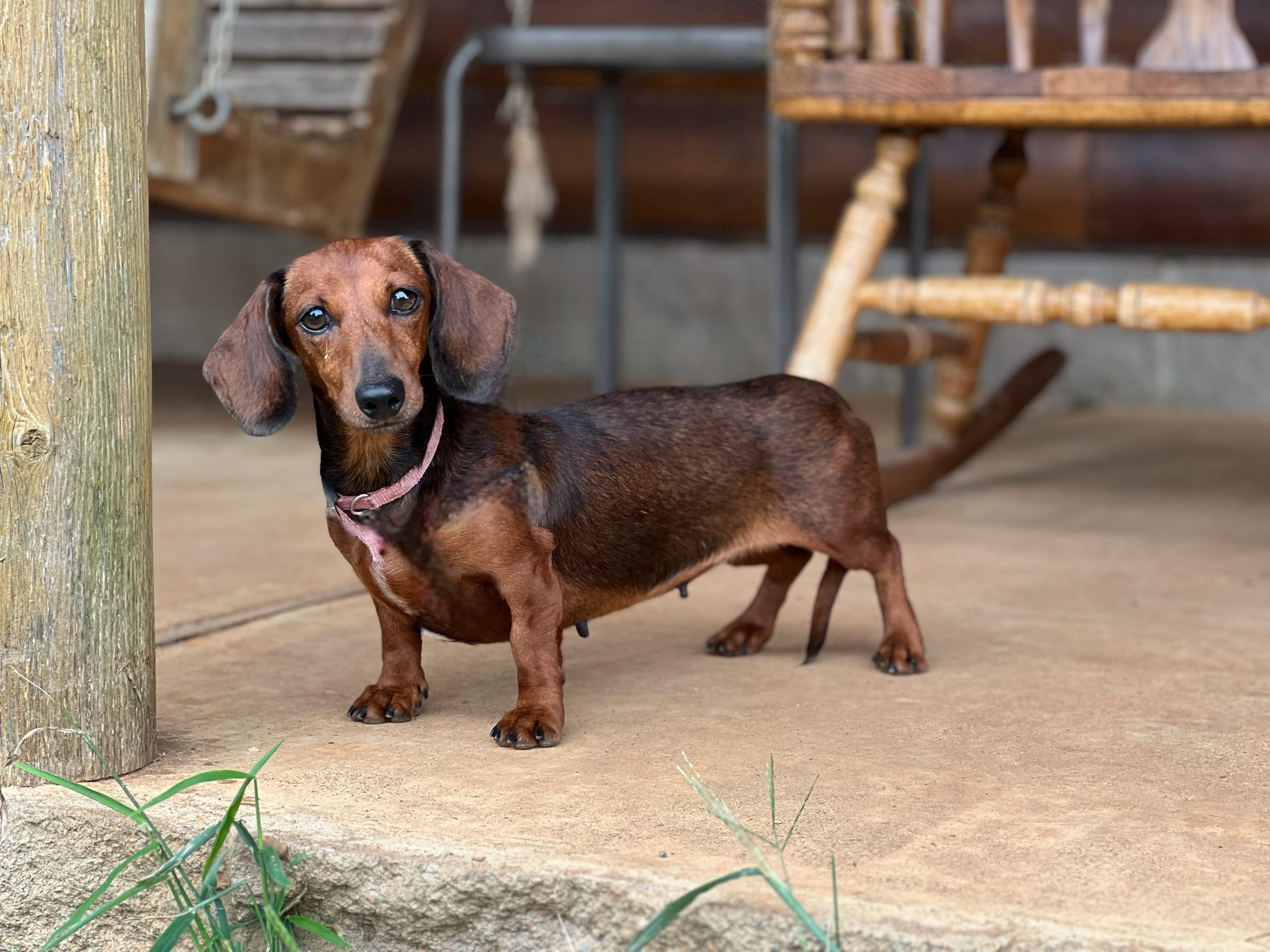 RedANDFire – Miniature Dachshund puppy for sale in Nashville, AR