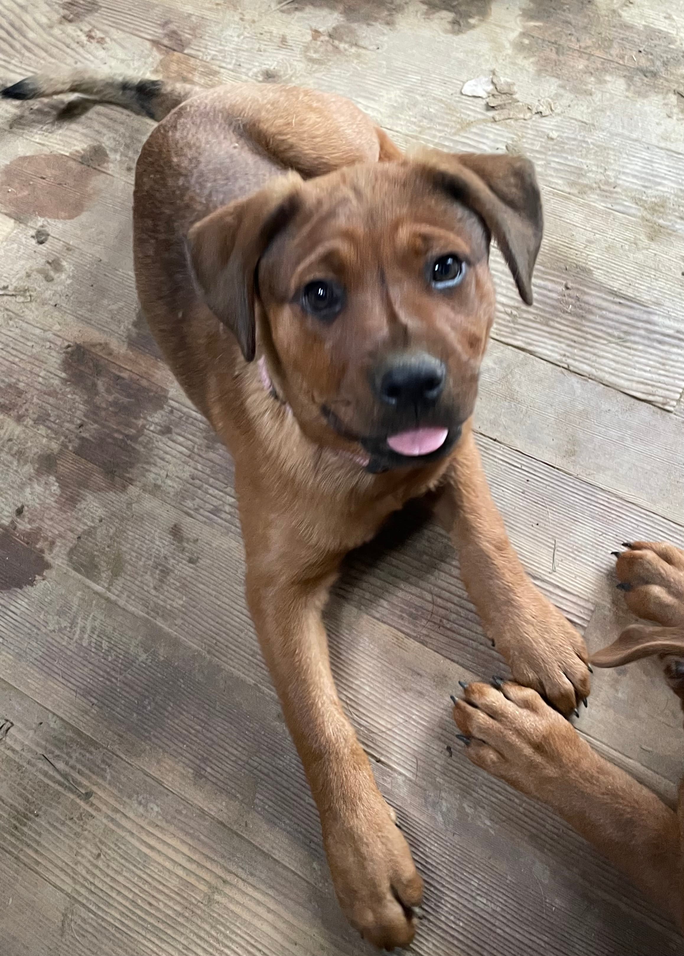 Female 3 (Athena) – American Bulldog puppy for sale in Falls Church, VA