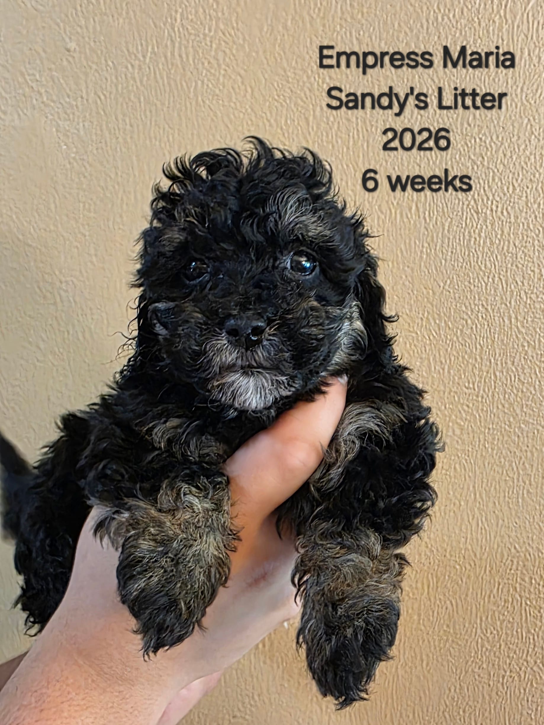Empress Maria F1b Cavapoo – Cavapoo puppy for sale in Beavercreek, OR