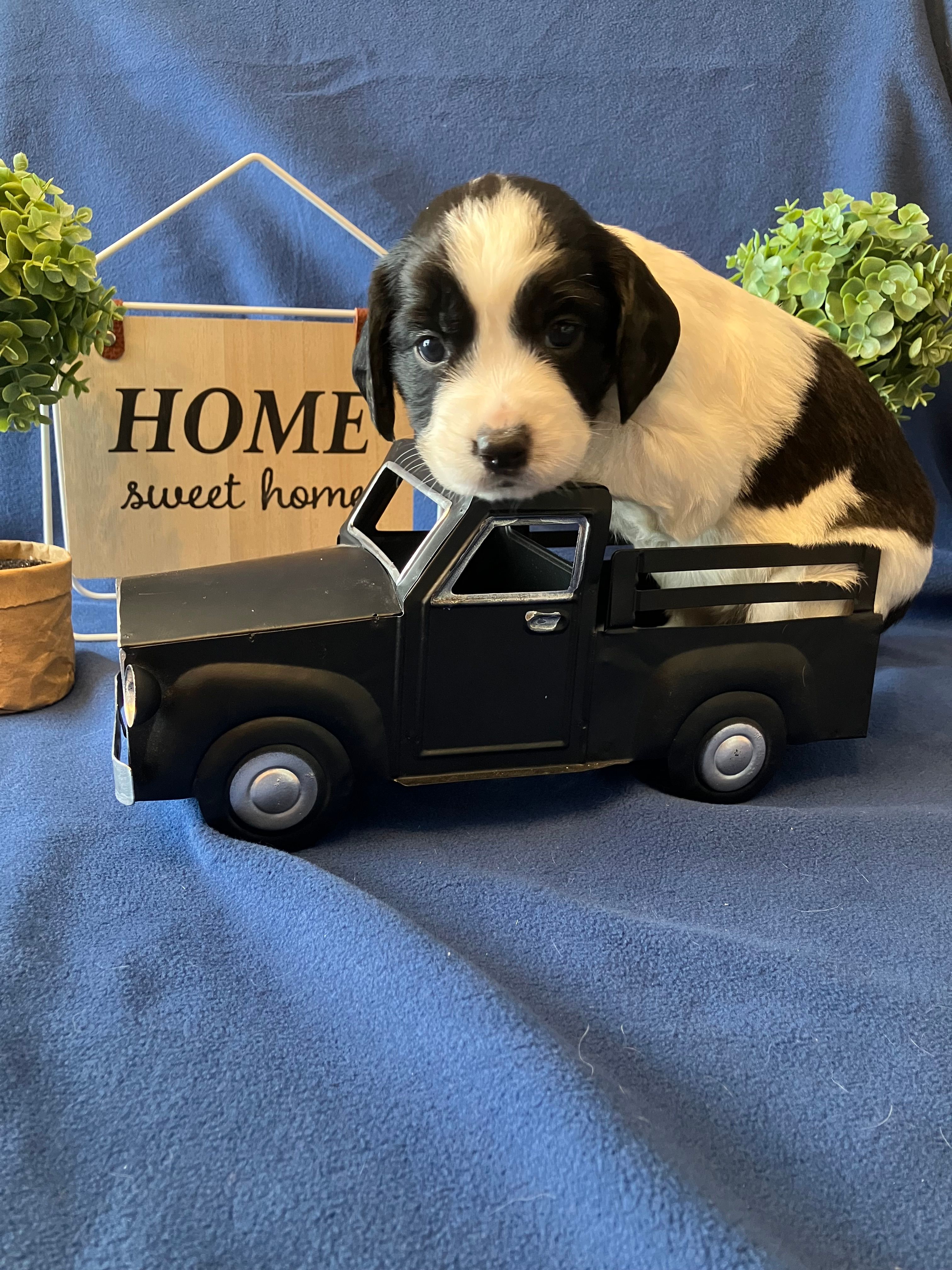 Violet – English Springer Spaniel puppy for sale in Sandstone, MN