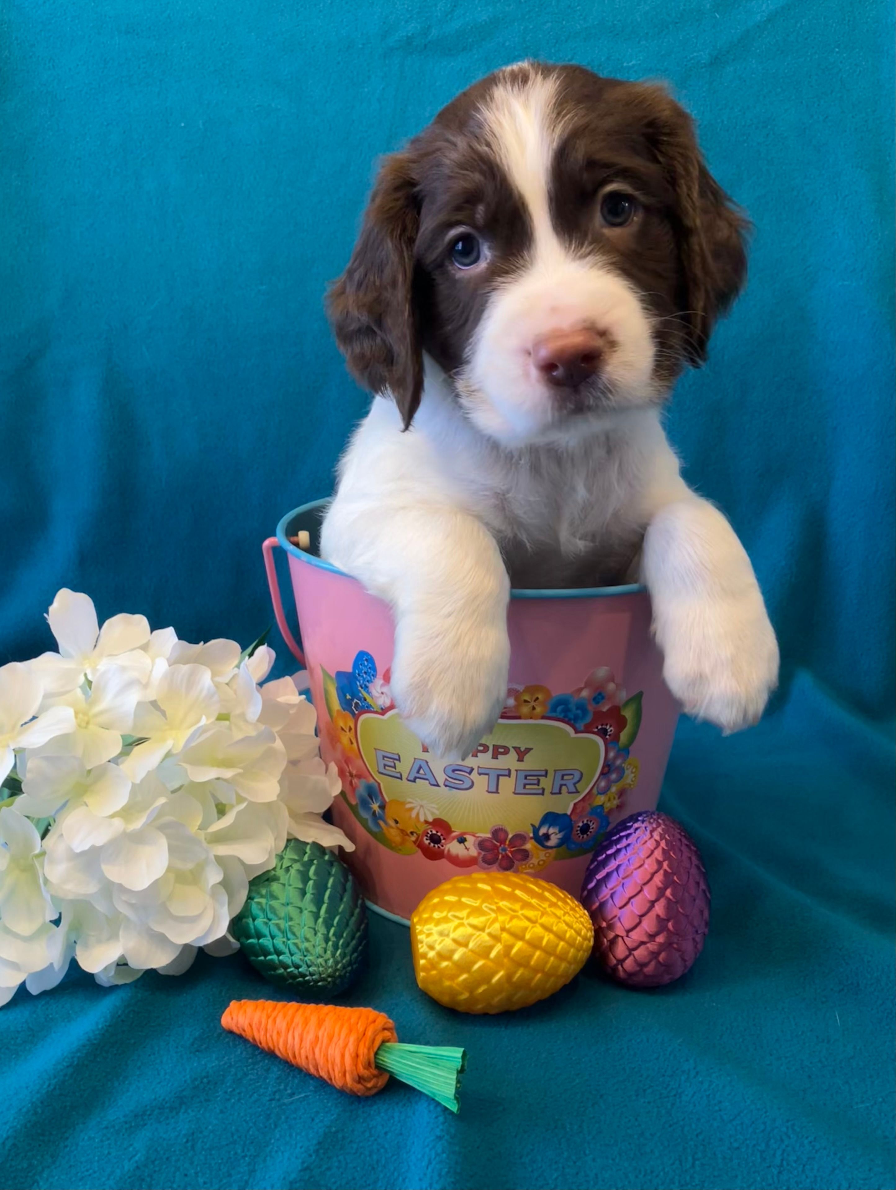 Charlie Brown – English Springer Spaniel puppy for sale in Sandstone, MN