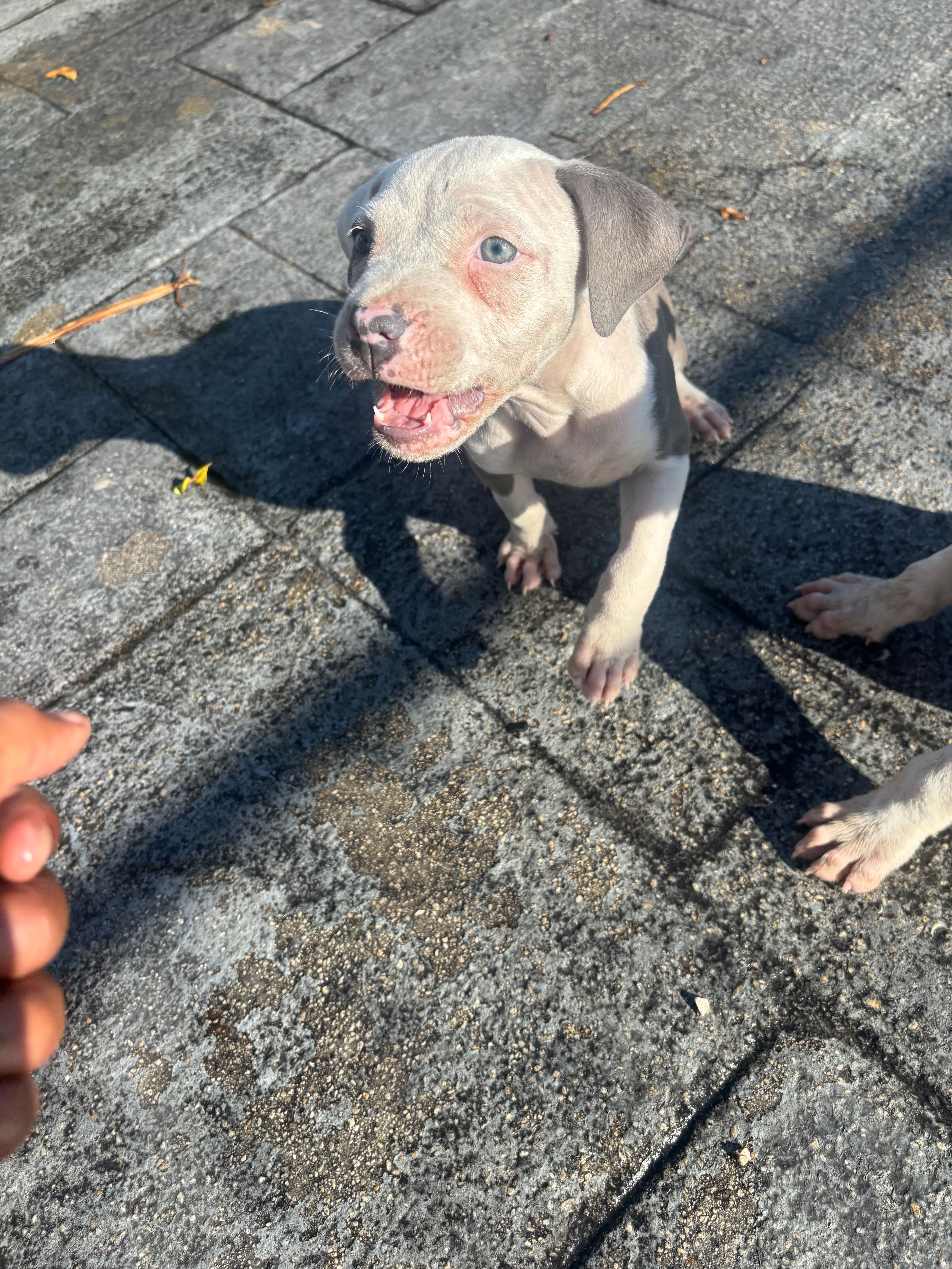 Khloe  – American Pit Bull Terrier puppy for sale in Fort Lauderdale, FL