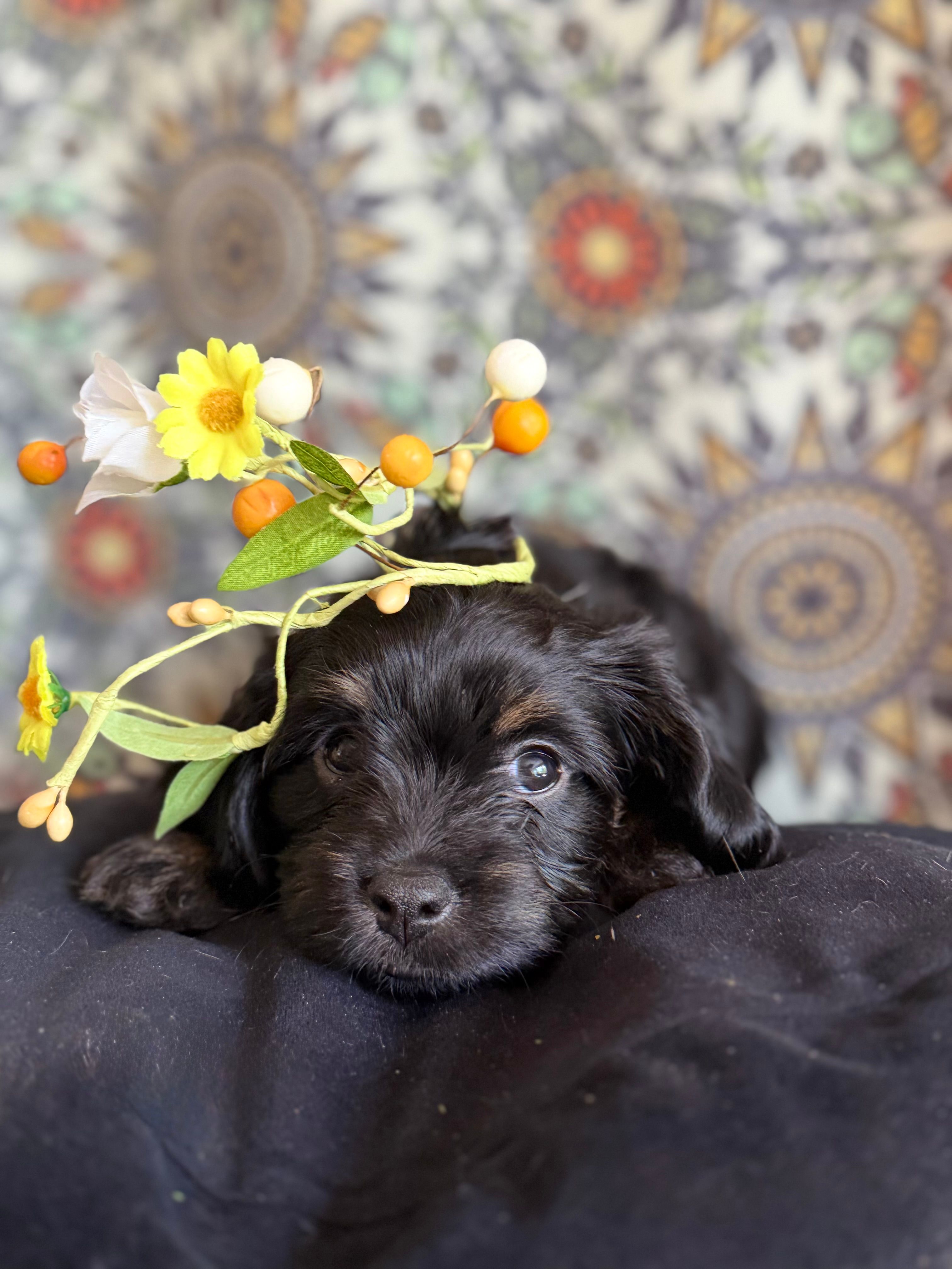 Sade – Dachshund, Cavalier King Charles Spaniel puppy for sale in Austin, TX