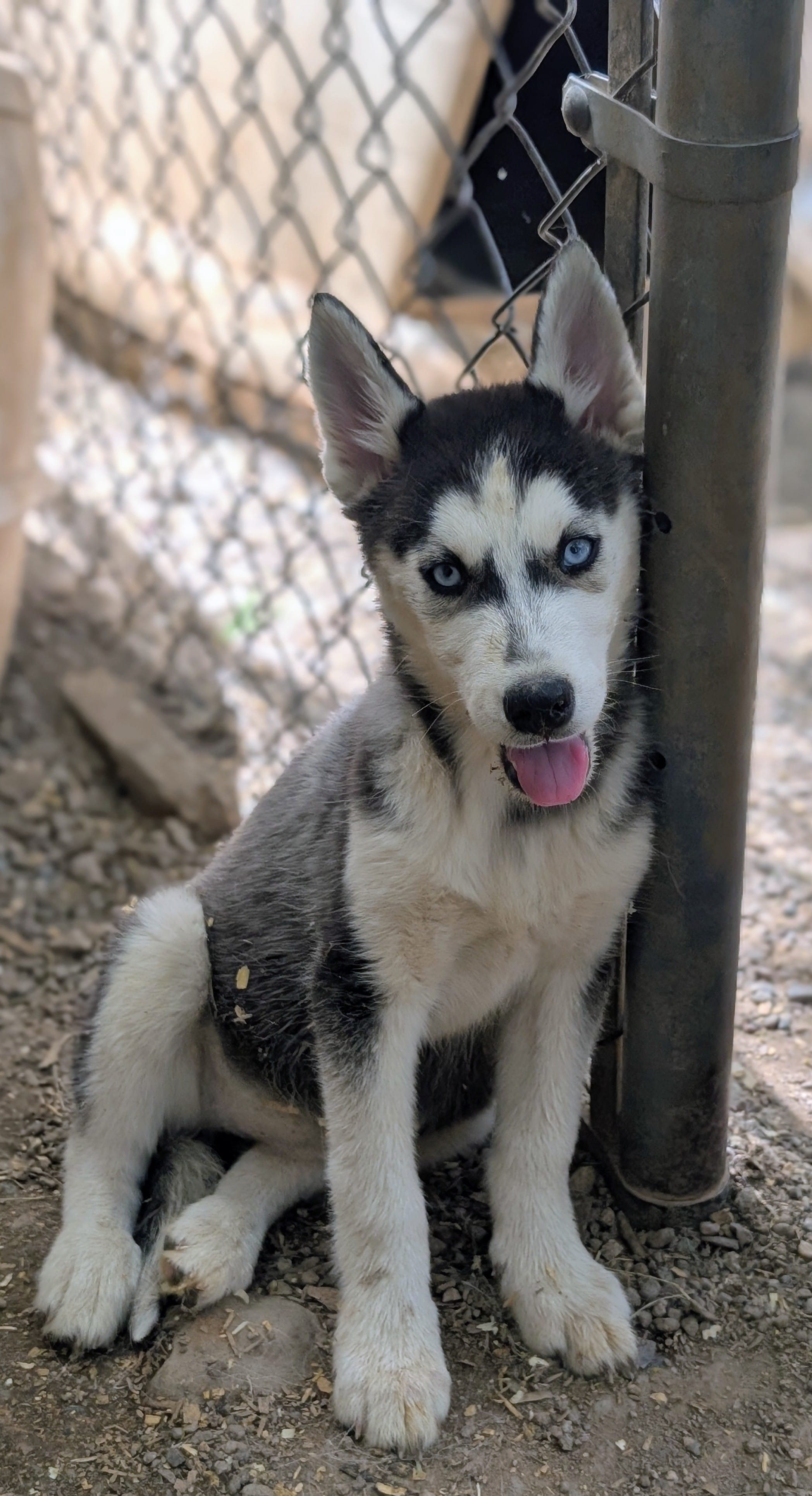 Molly – Siberian Husky puppy for sale in Tucson, AZ
