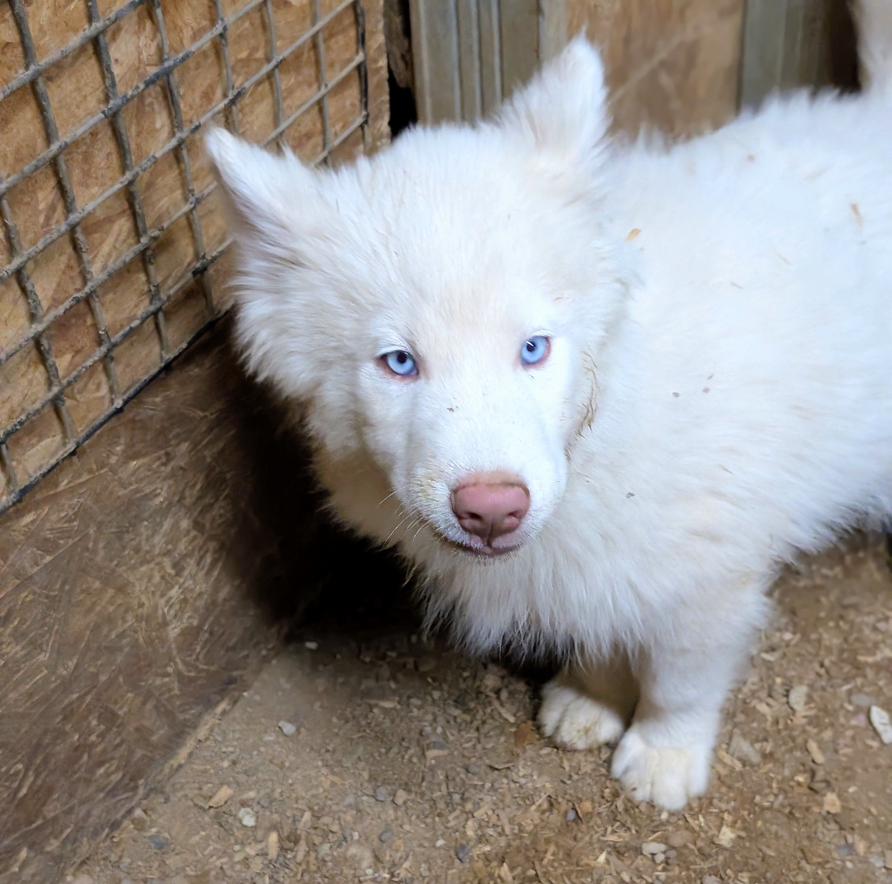 Prince – Siberian Husky puppy for sale in Tucson, AZ