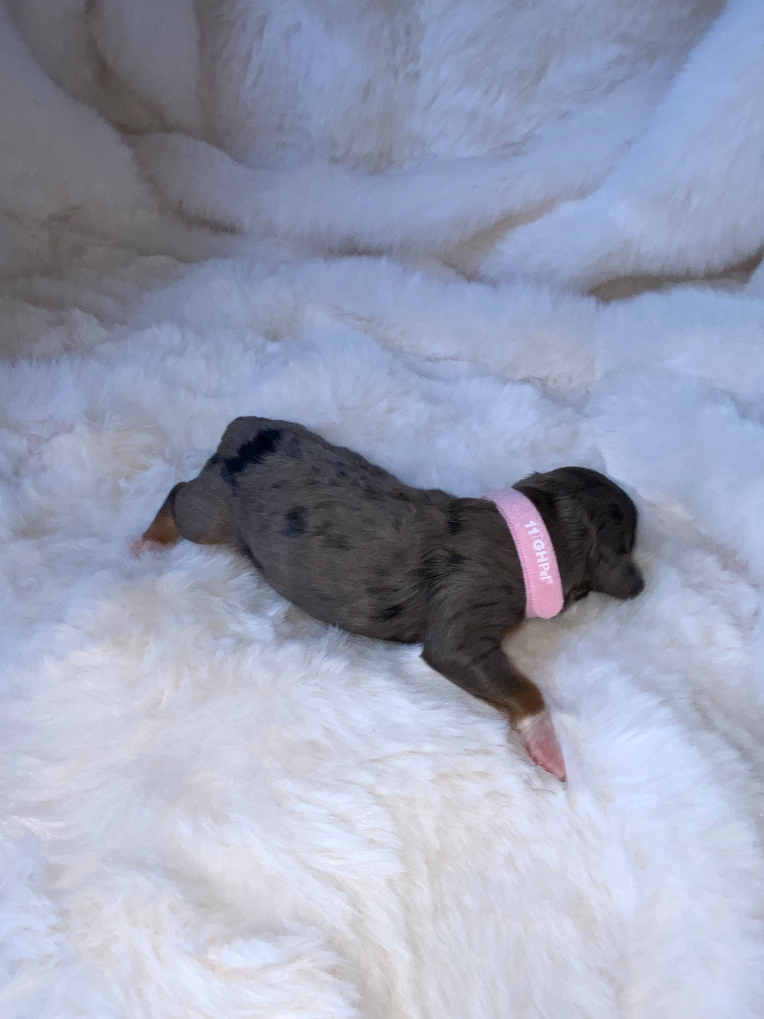 Merle – Miniature Bernedoodle puppy for sale in Stuart, OK