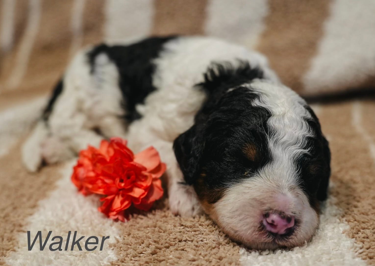Walker – Miniature Bernedoodle puppy for sale in Oklahoma City, OK