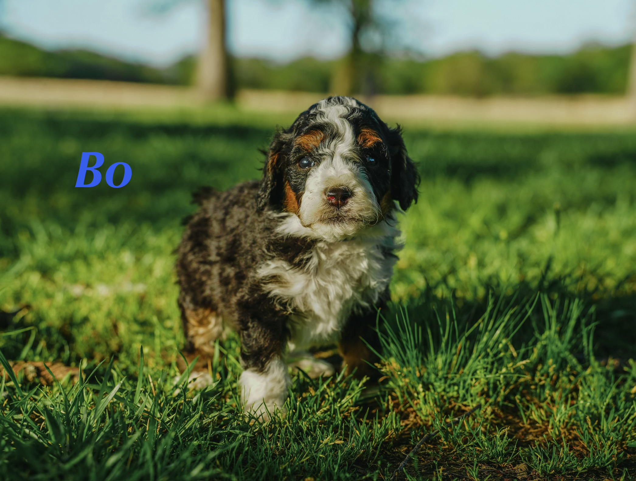 BO – Miniature Bernedoodle puppy for sale in Oklahoma City, OK