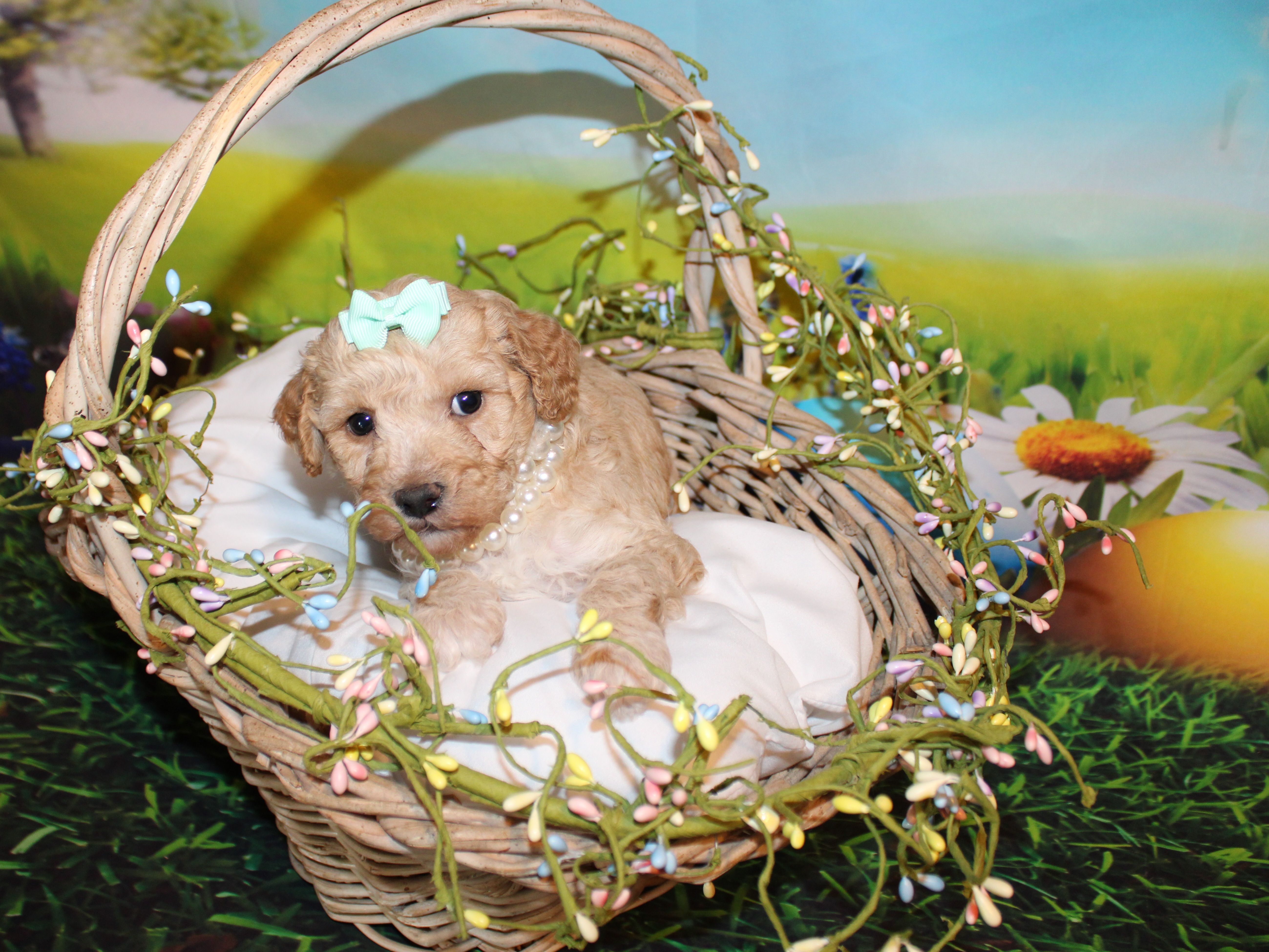 Maggie Lea, a female Poodle - Miniature  for sale in Lead Hill, AR – Photo 8 of 10
