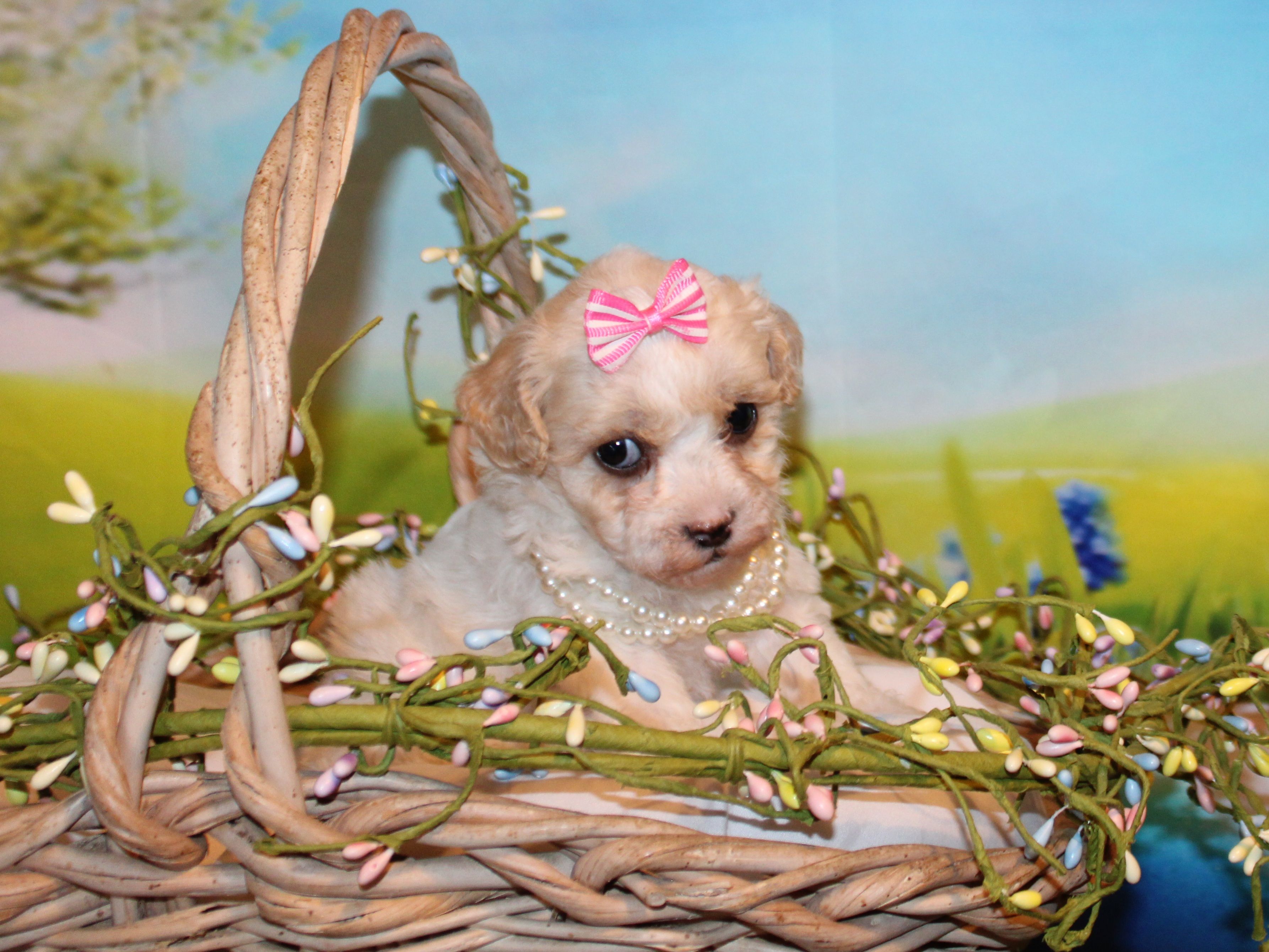 Tilly June – Poodle - Miniature  puppy for sale in Lead Hill, AR