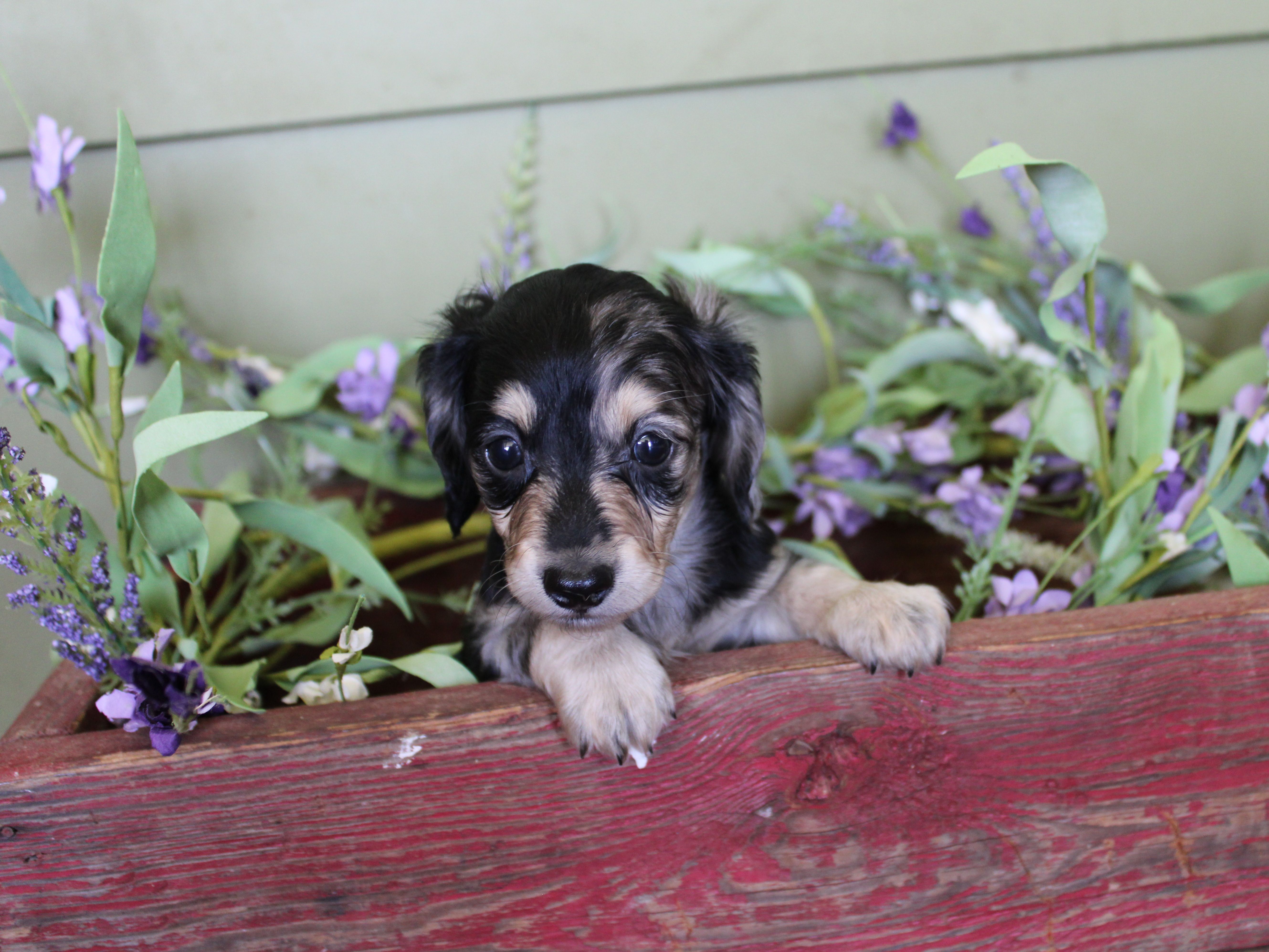 Pepper AKC  – Miniature Dachshund puppy for sale in Lead Hill, AR