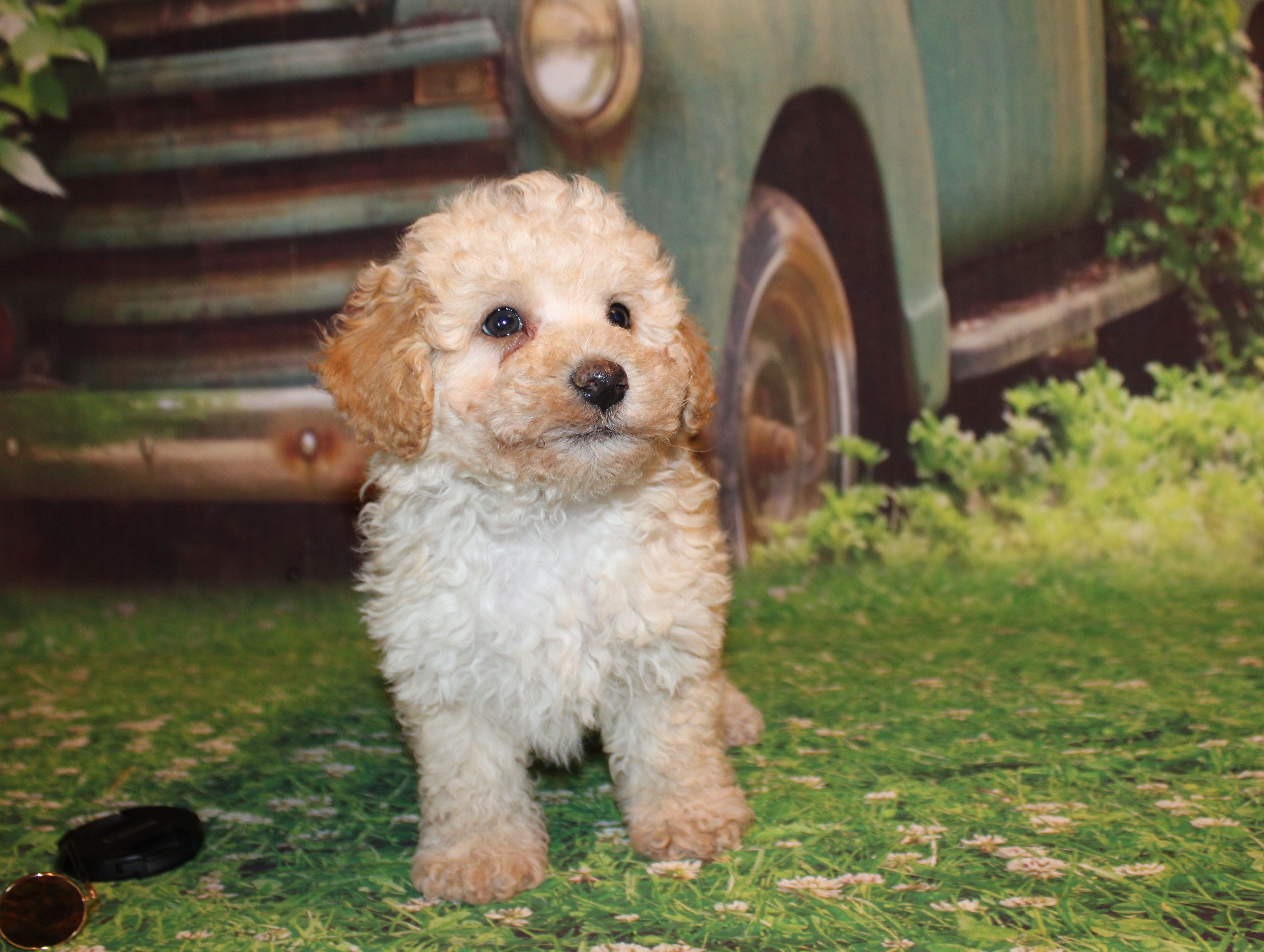 Sonny Lee – Poodle - Miniature  puppy for sale in Lead Hill, AR