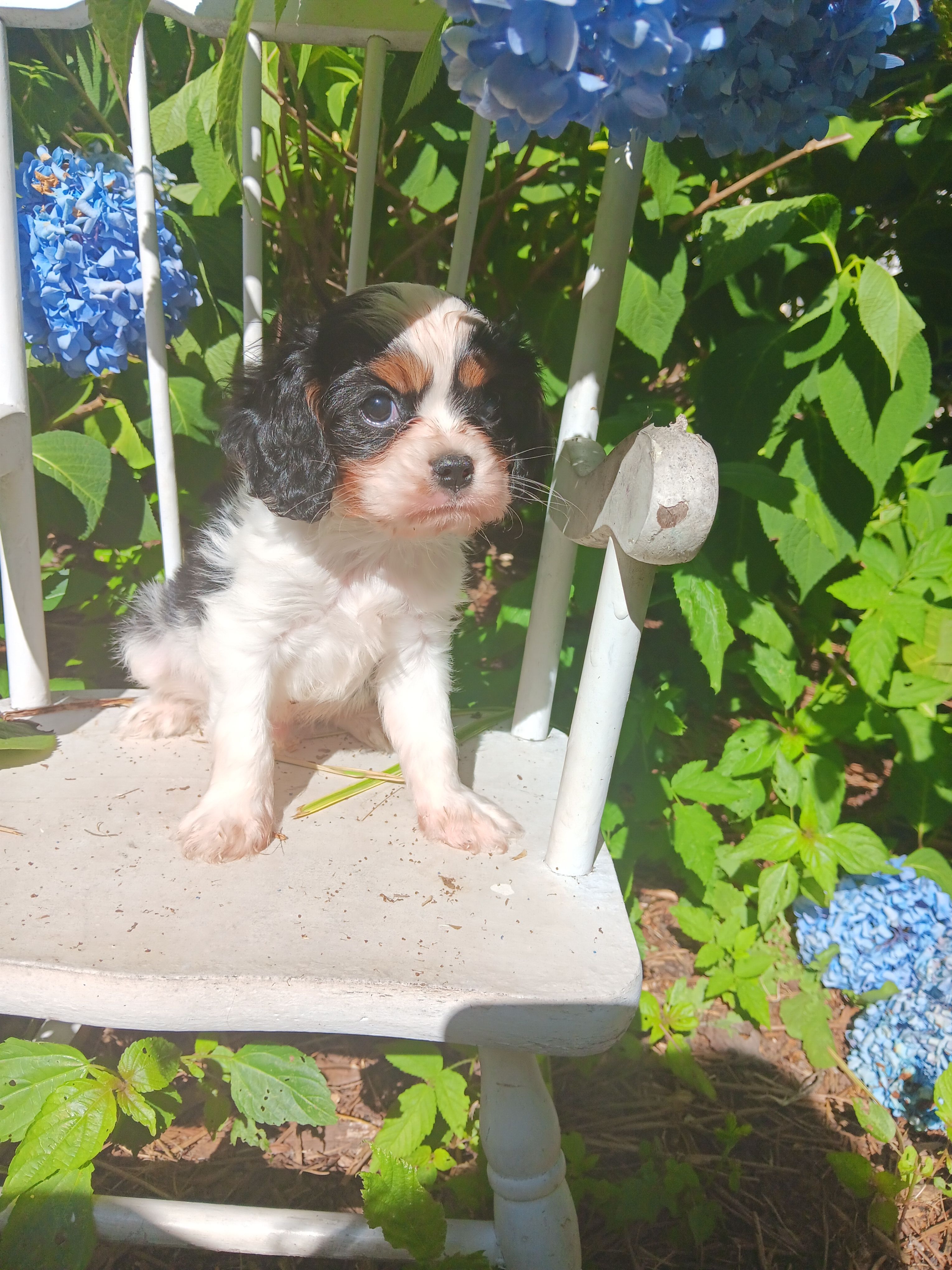 Parker – Cavalier King Charles Spaniel puppy for sale in Atlanta, GA