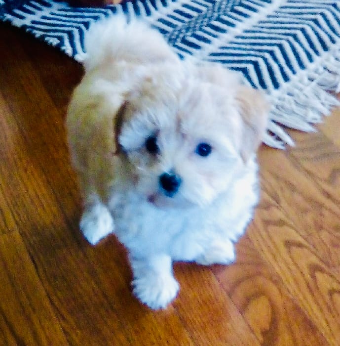 Skye – Bichon Frise, Yorkshire Terrier puppy for sale in Uniontown, OH