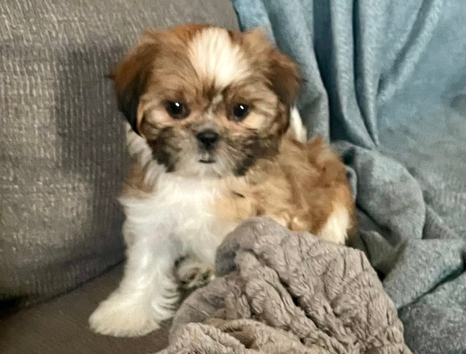 Tulip – Shih Tzu puppy for sale in Uniontown, OH