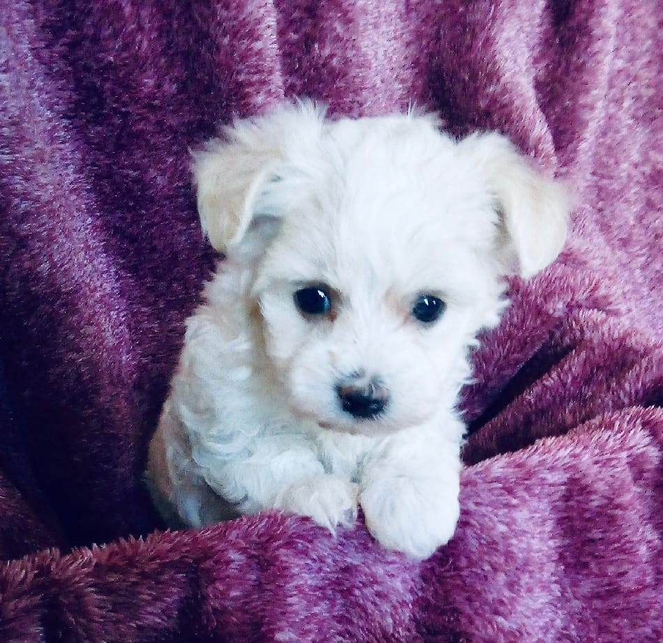 White – Bichon Frise, Yorkshire Terrier puppy for sale in Uniontown, OH