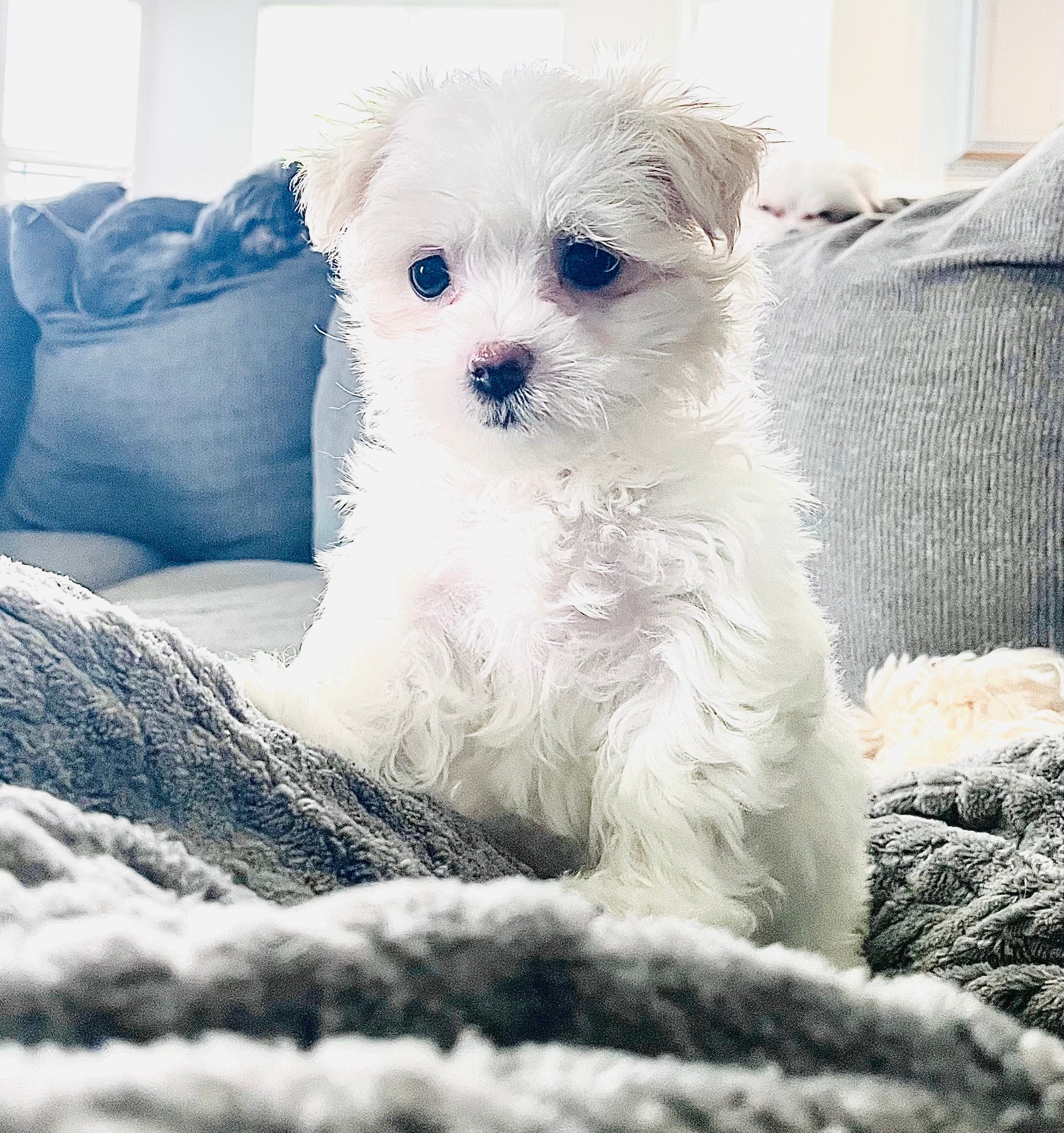 Tiny Tammy – Maltese puppy for sale in Uniontown, OH