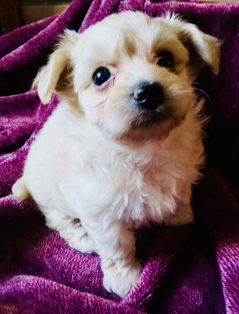 Cream – Bichon Frise, Yorkshire Terrier puppy for sale in Uniontown, OH