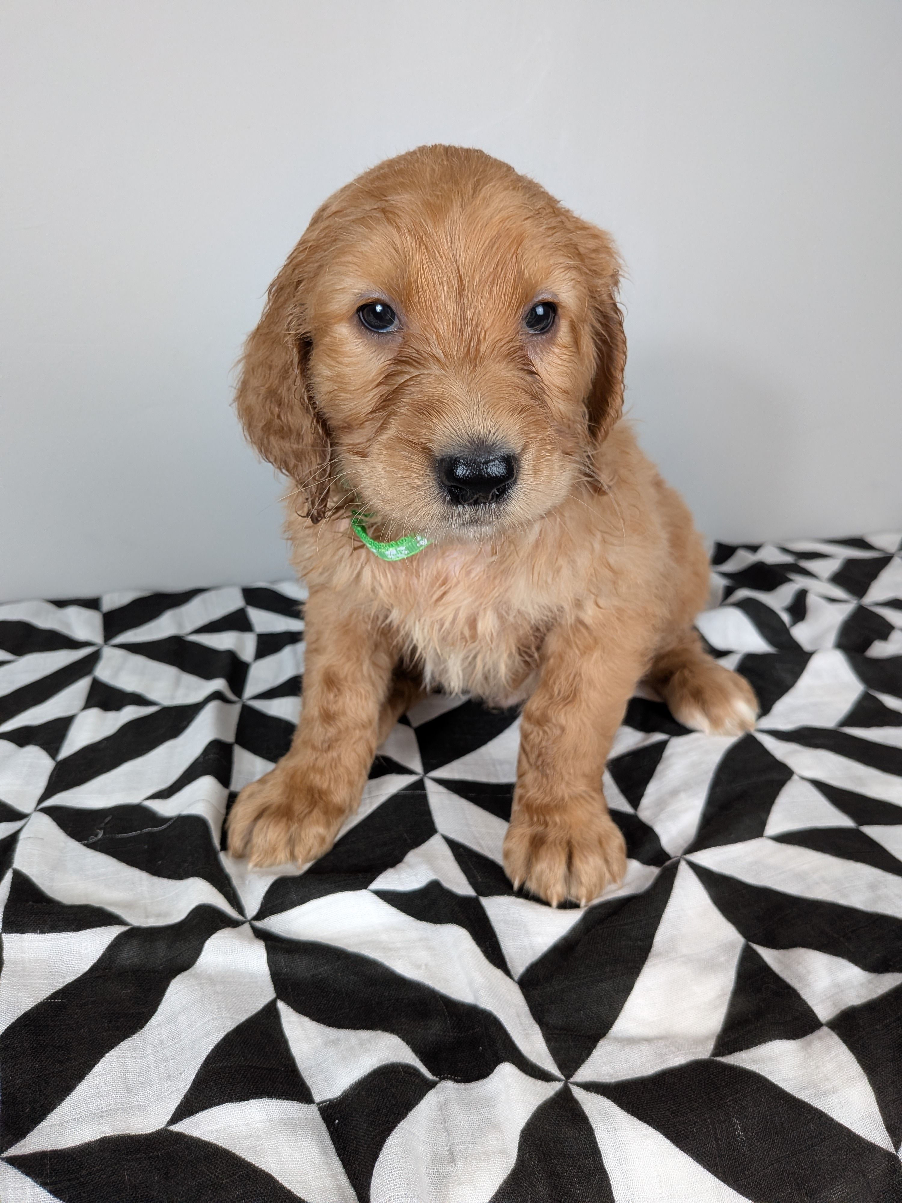 Irish Goldendoodle boy 4 – Goldendoodle, Irish Doodle puppy on hold in Baton Rouge, LA