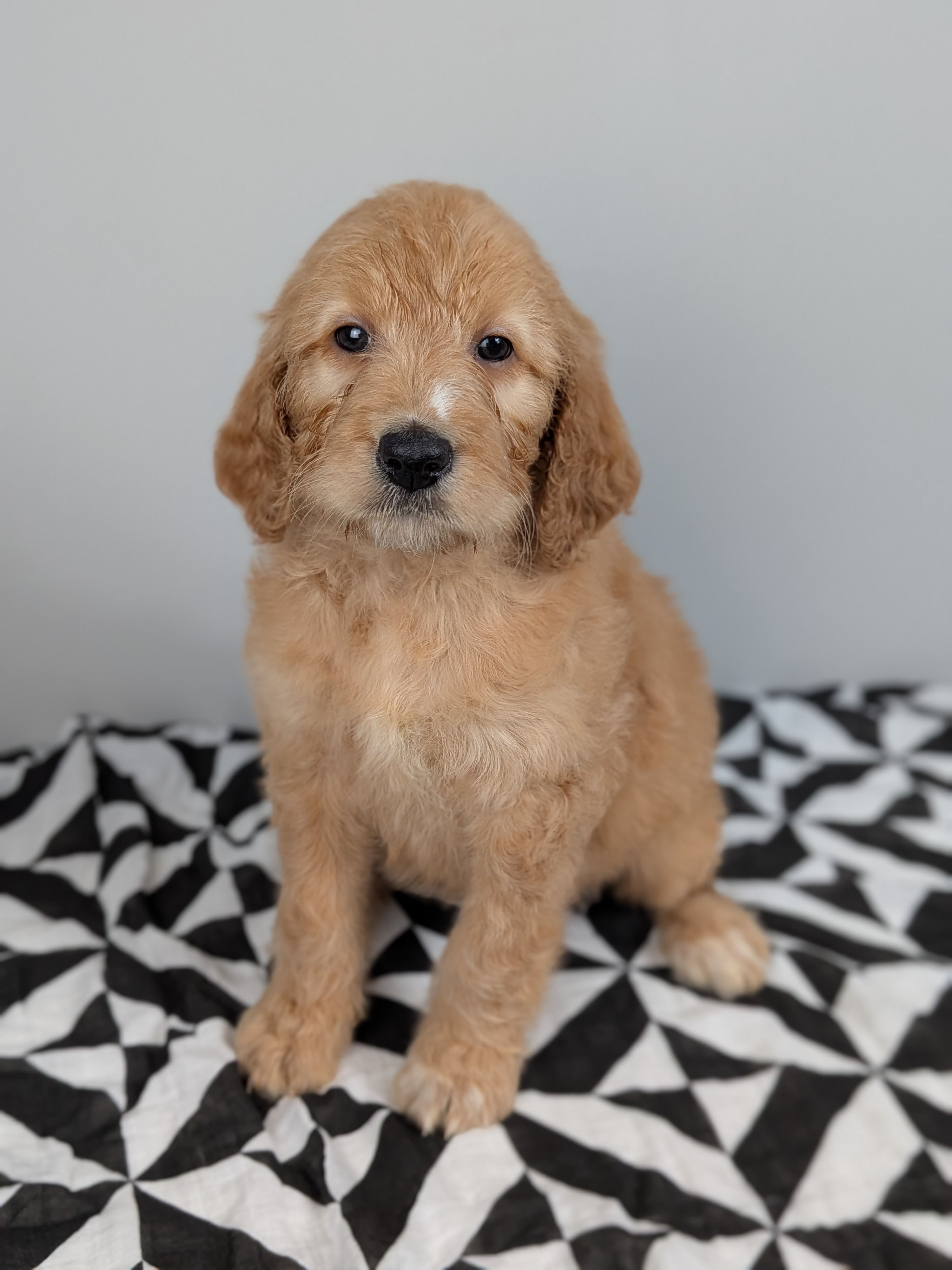 Irish Goldendoodle Girl 1 – Goldendoodle, Irish Doodle puppy for sale in Baton Rouge, LA