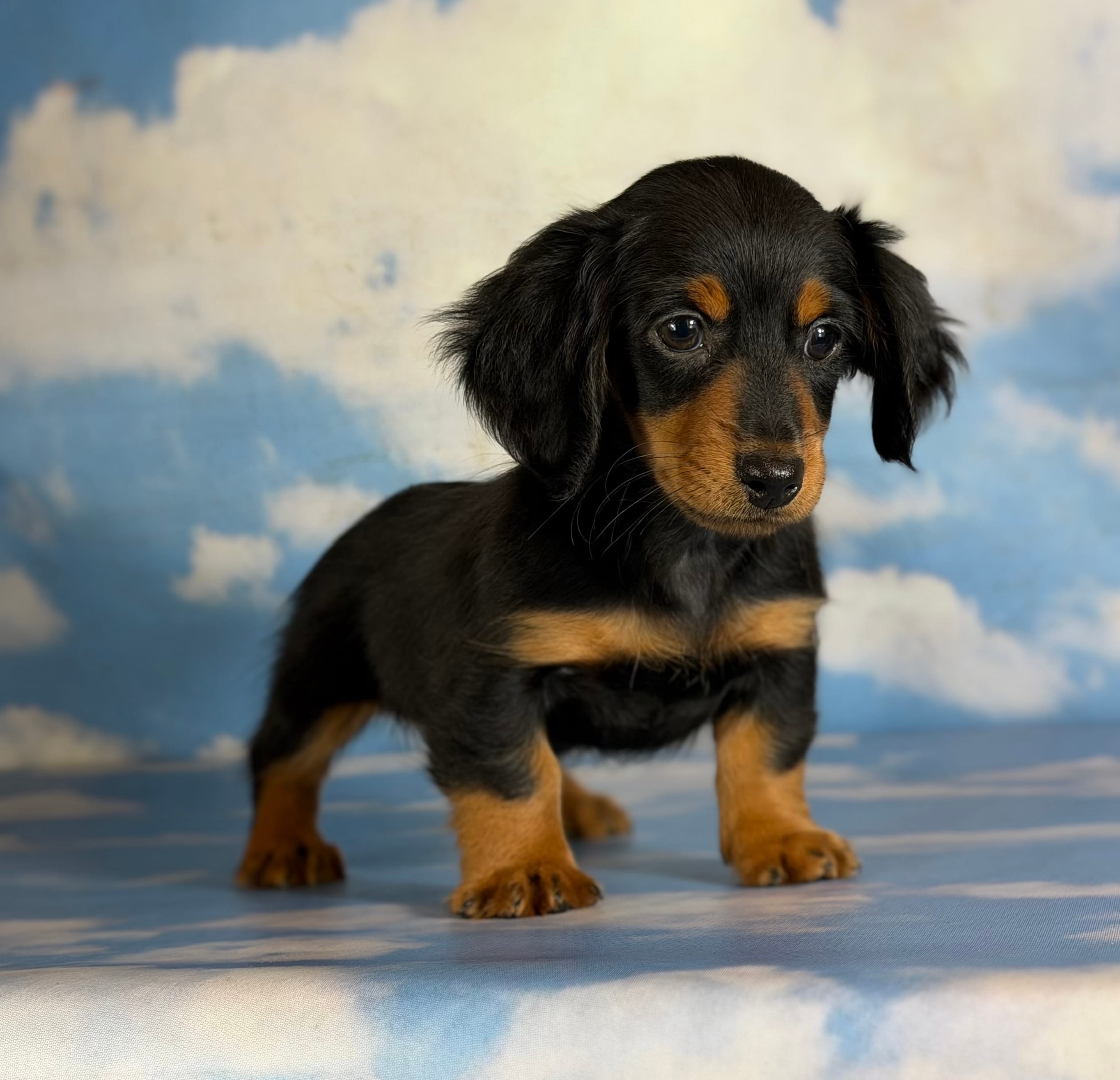 AKC LH DNA OFA Vince  – Miniature Dachshund puppy for sale in Canton, OH