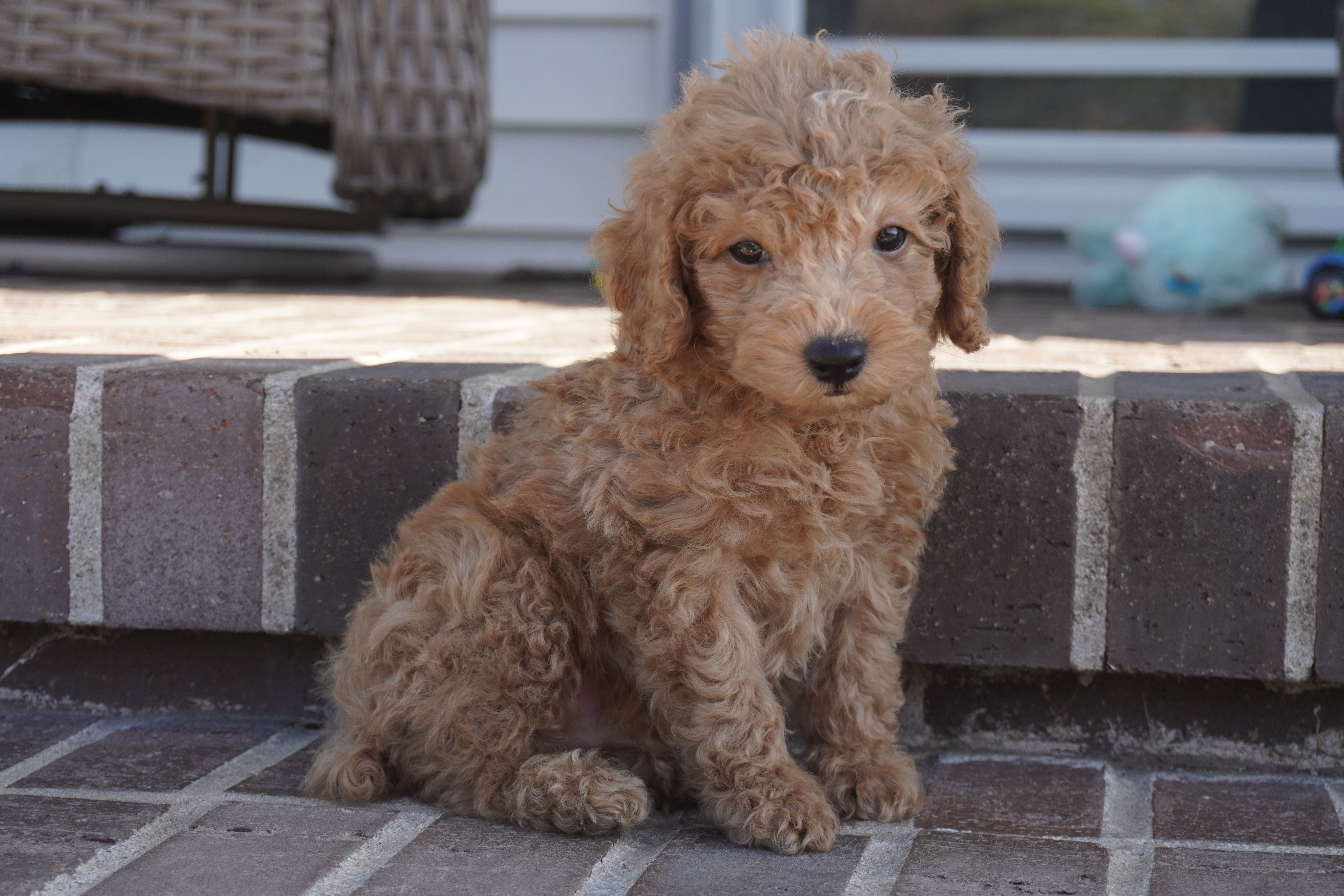 Eli – Poodle - Toy  puppy for sale in Moravia, IA