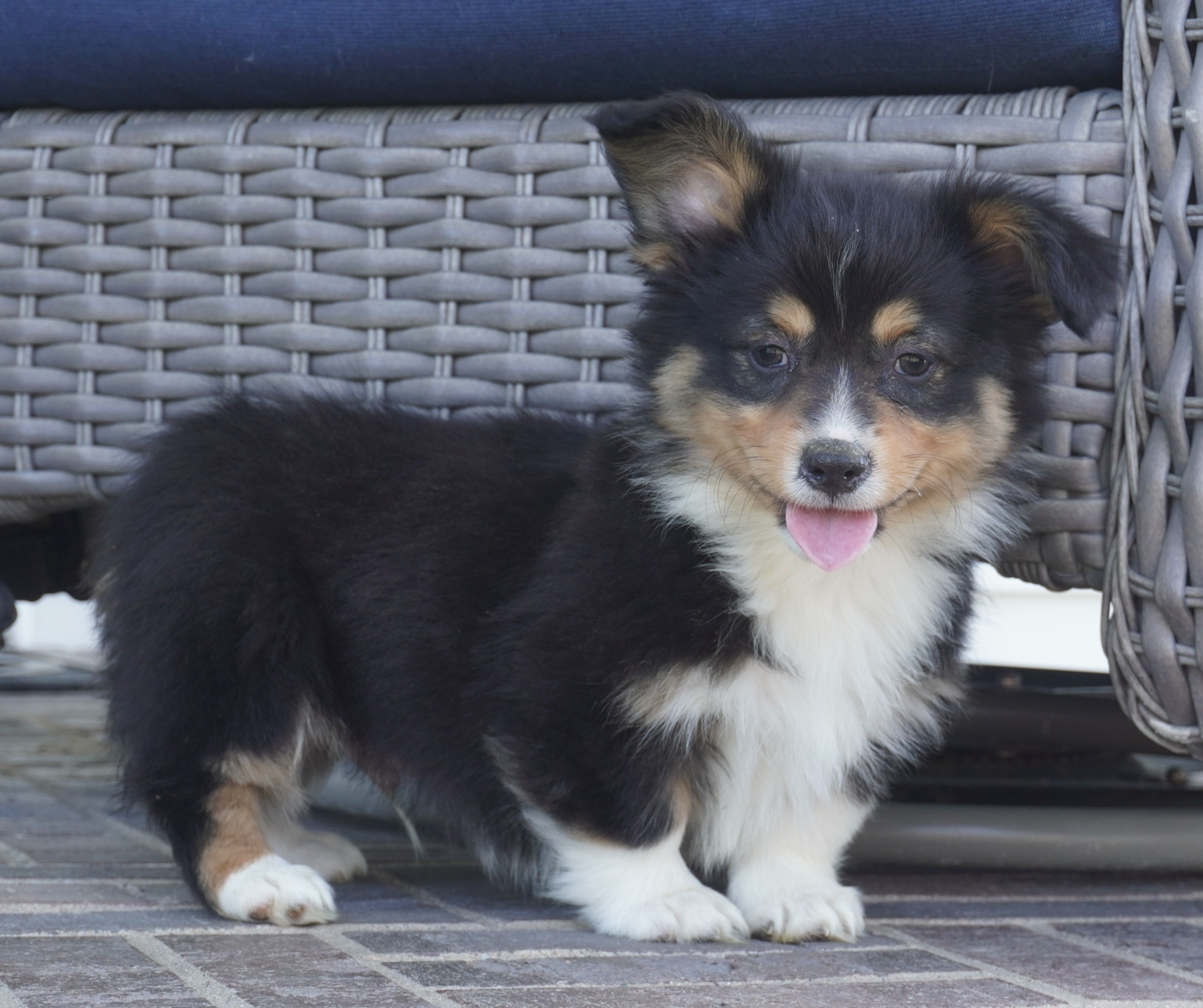 Cyrus-Fluffy AKC – Pembroke Welsh Corgi puppy for sale in Moravia, IA