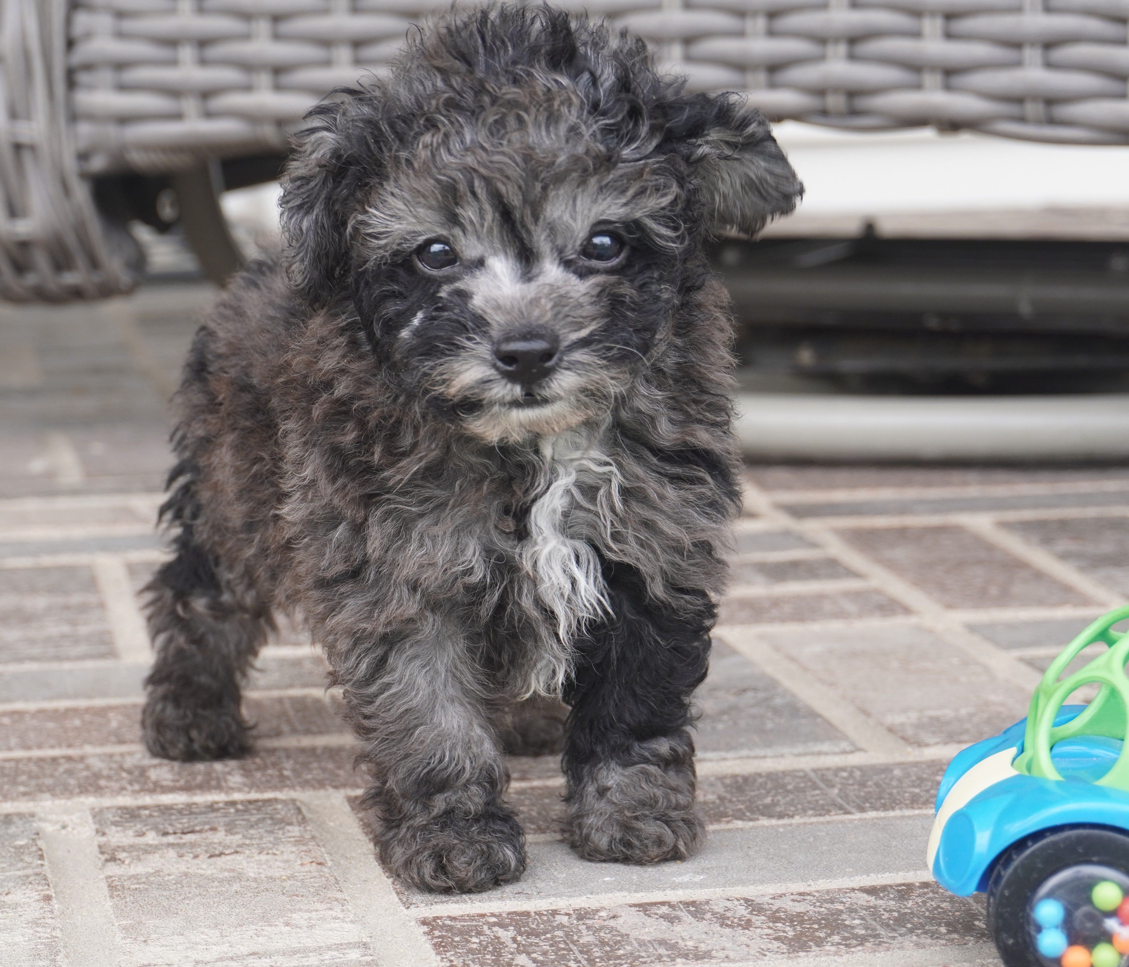 Elliot-Toy – Poodle - Toy  puppy for sale in Moravia, IA