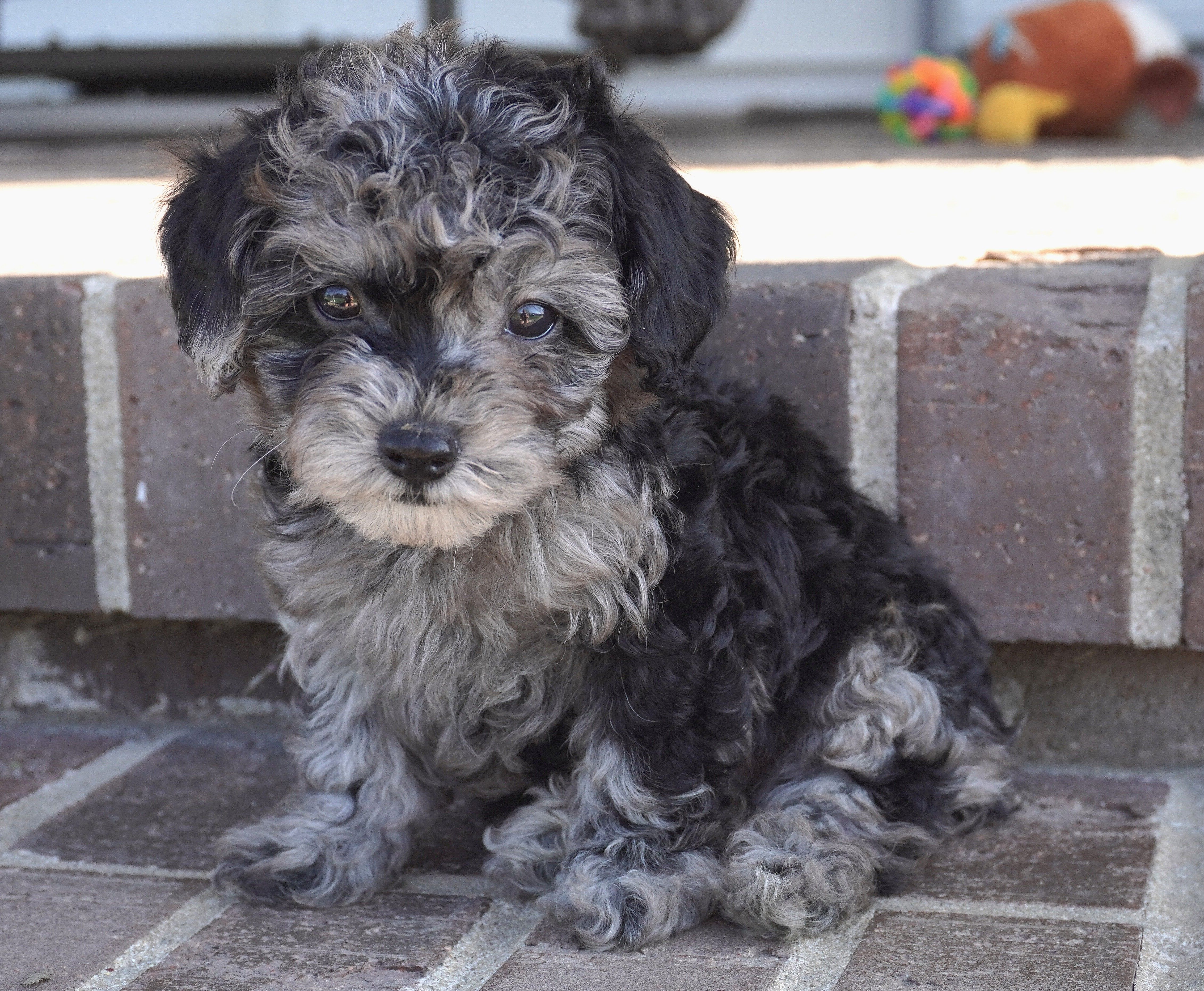 Eddy – Poodle - Toy  puppy for sale in Moravia, IA