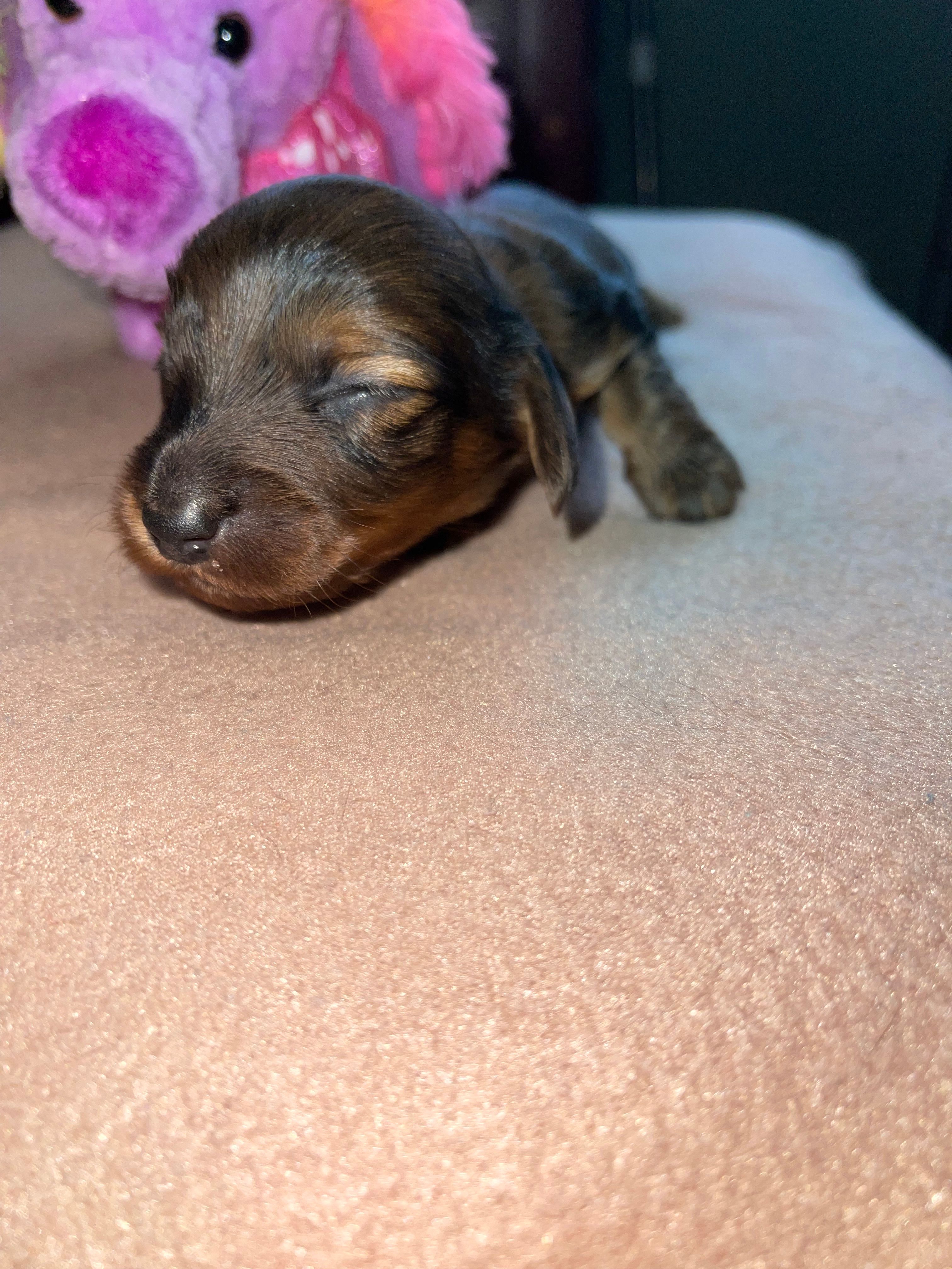 Bonnie – Miniature Dachshund puppy for sale in Leesburg, NJ
