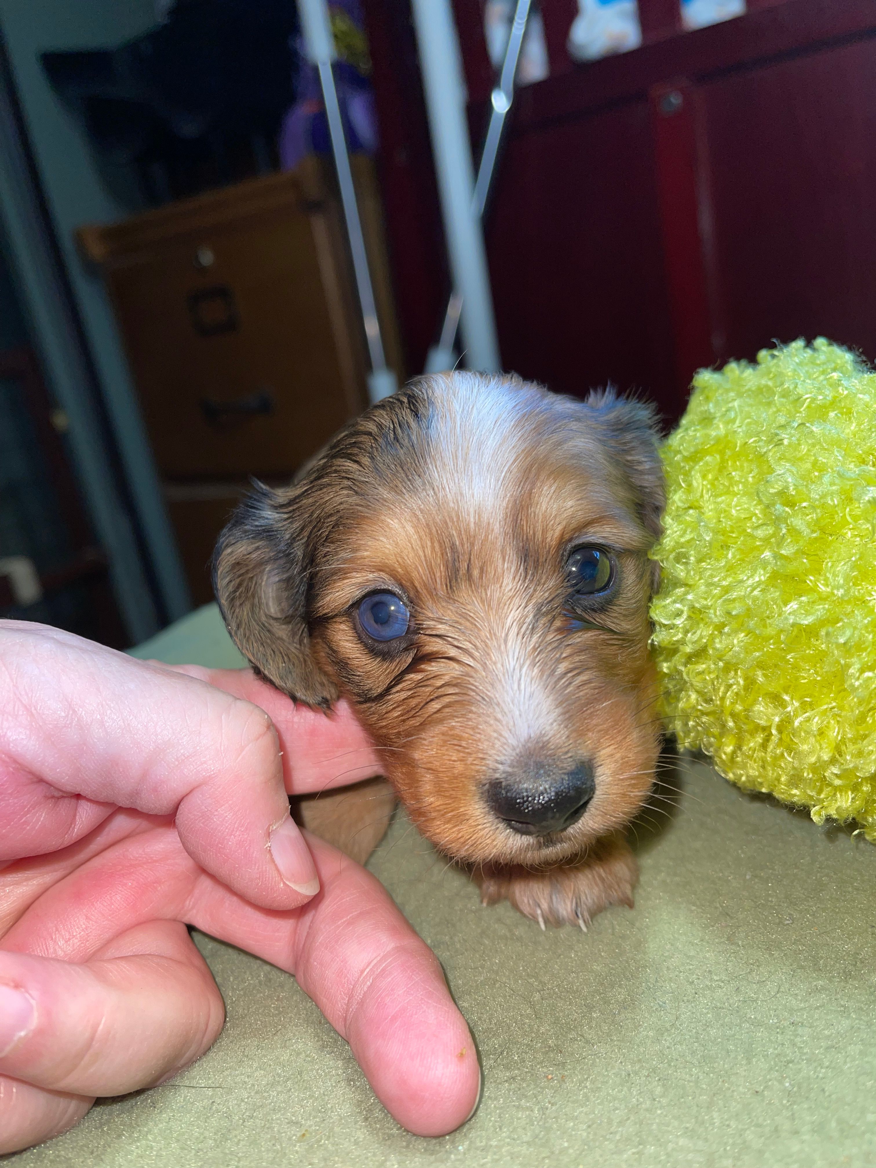 Timothy – Miniature Dachshund puppy for sale in Leesburg, NJ