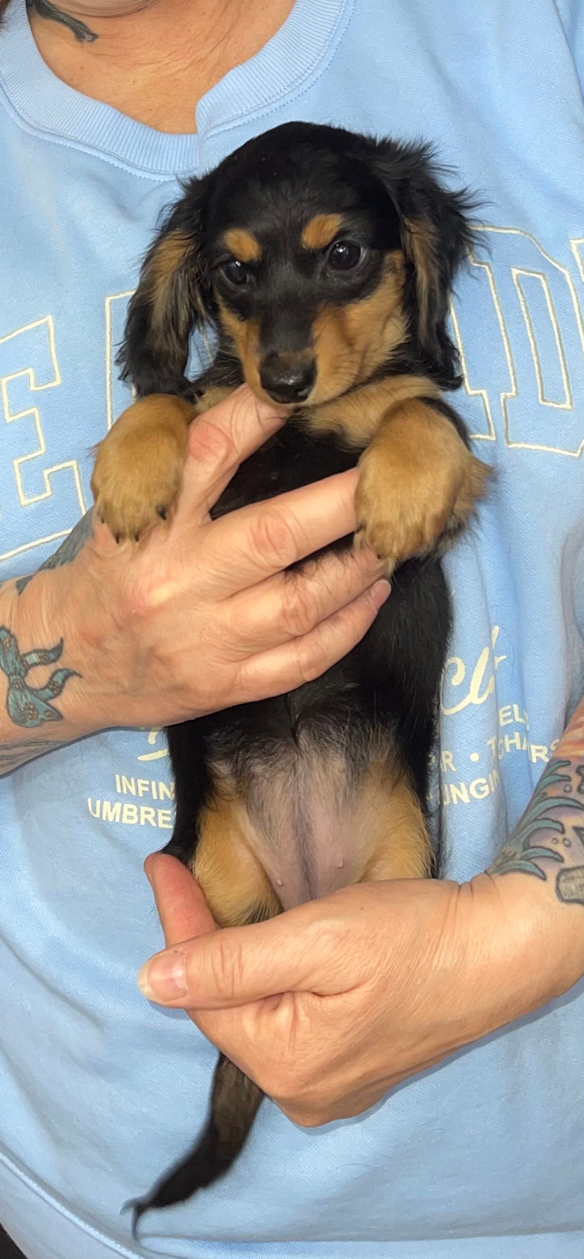 Sophie – Miniature Dachshund puppy for sale in Leesburg, NJ