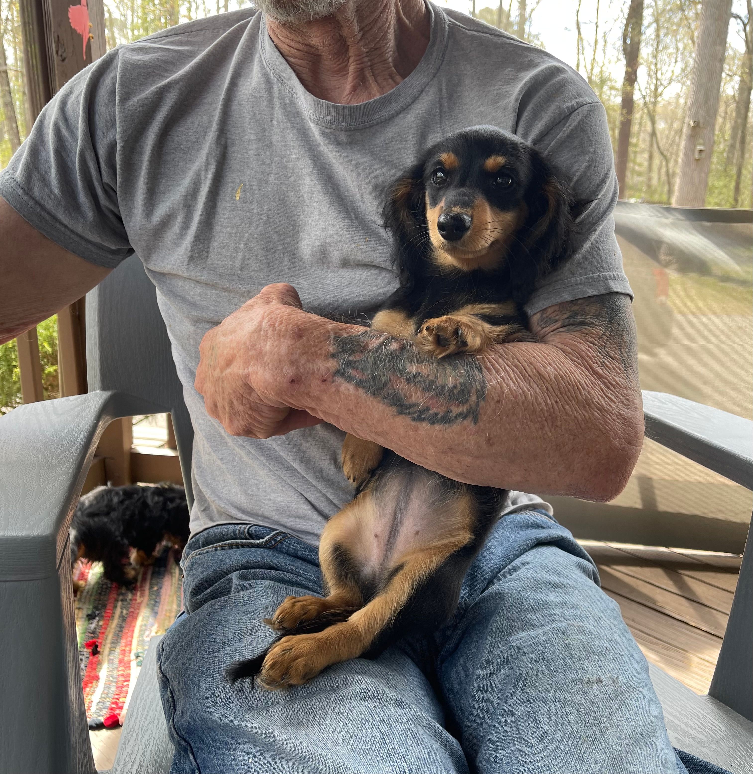 Stella – Miniature Dachshund puppy for sale in Leesburg, NJ