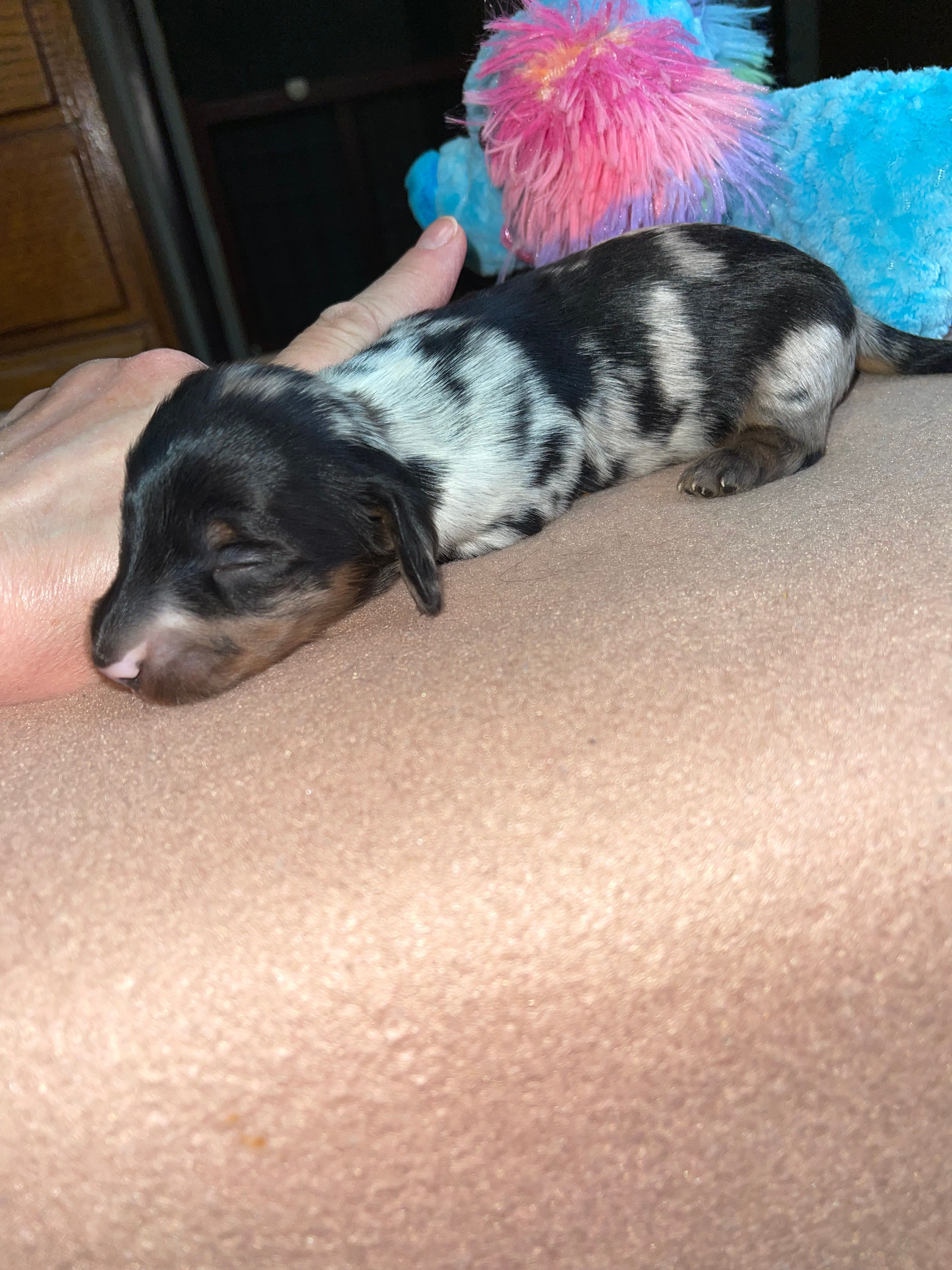 Thomas – Miniature Dachshund puppy for sale in Leesburg, NJ