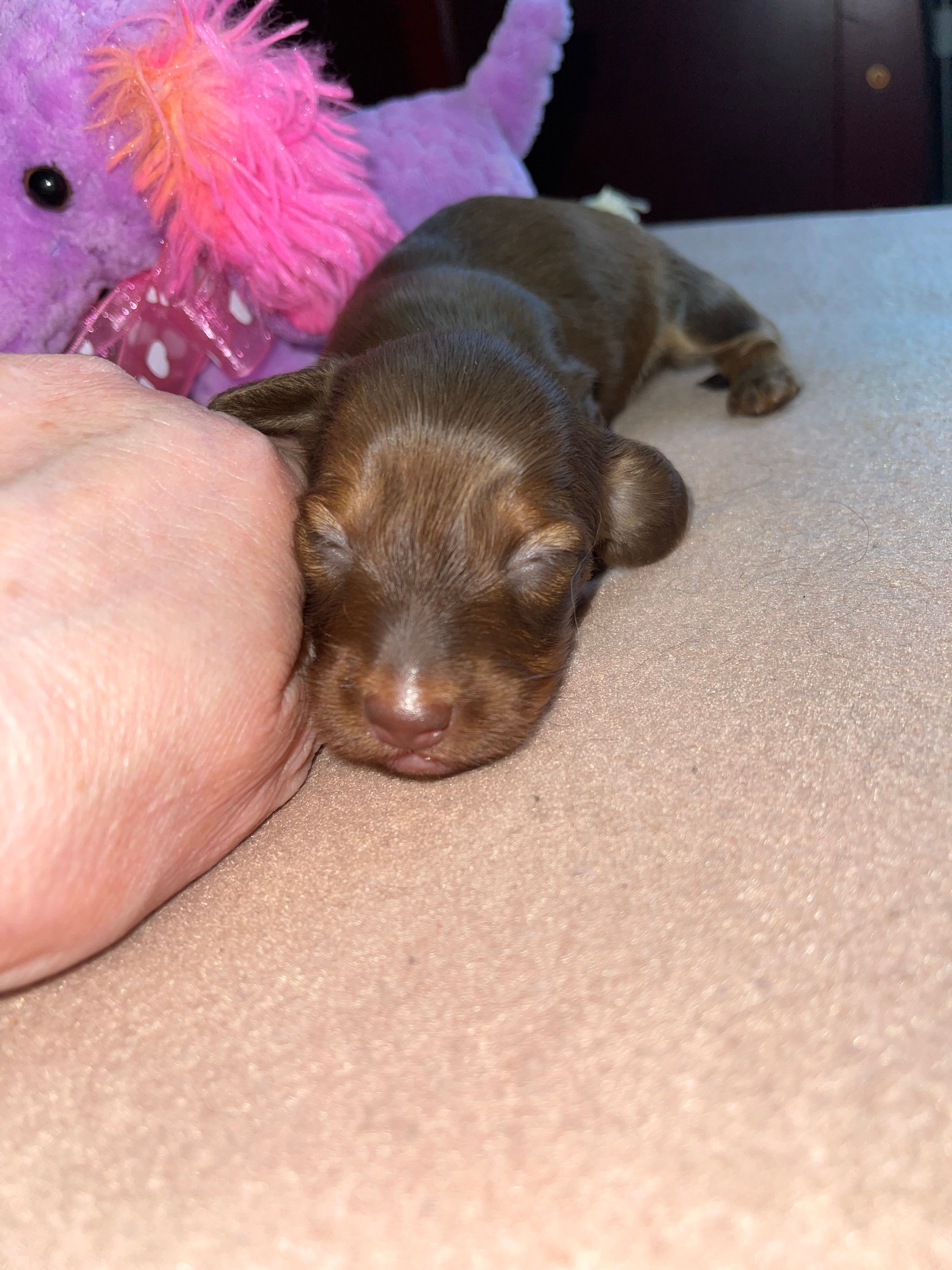 Debra – Miniature Dachshund puppy for sale in Leesburg, NJ
