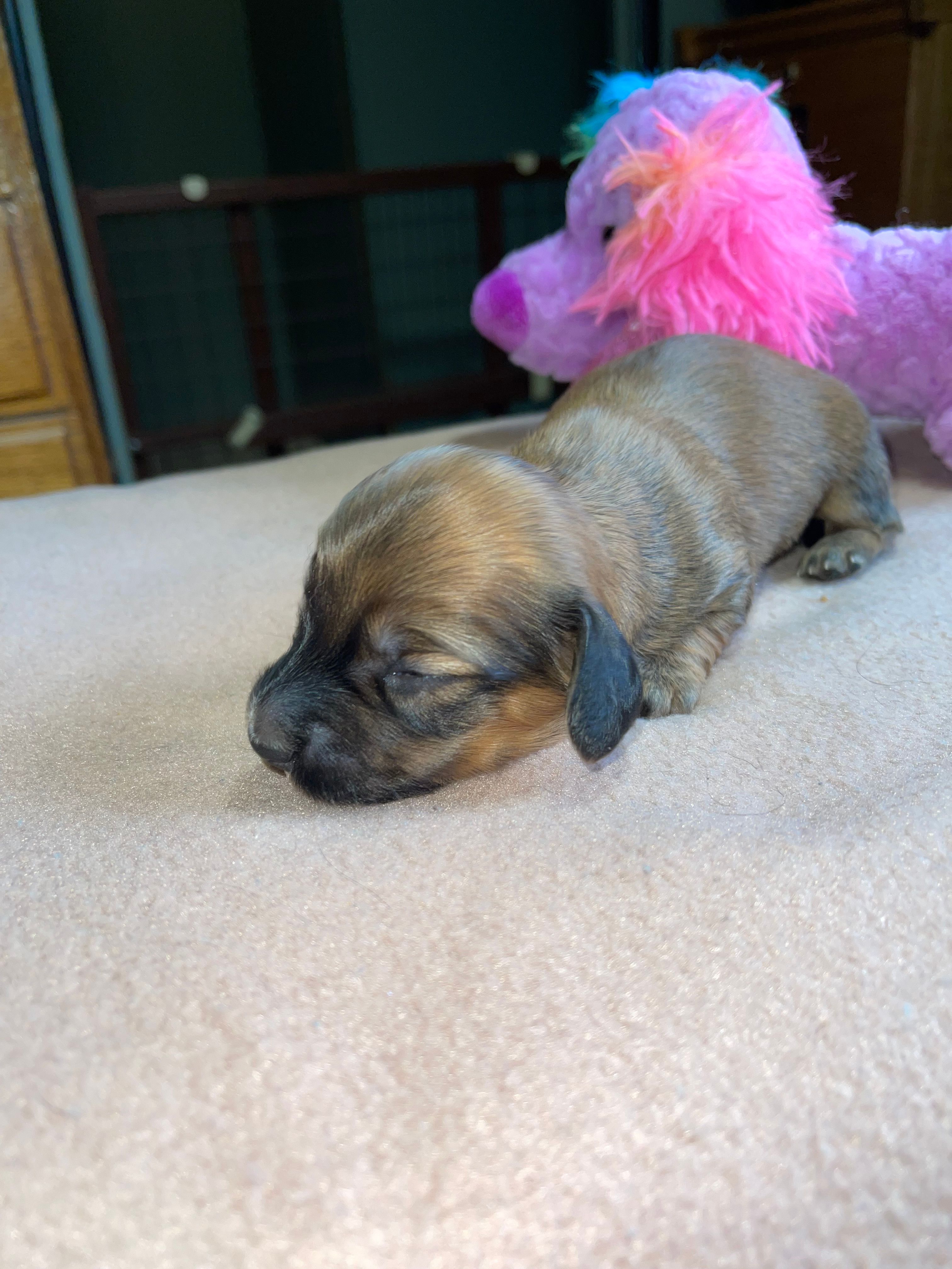 Ruby – Miniature Dachshund puppy for sale in Leesburg, NJ