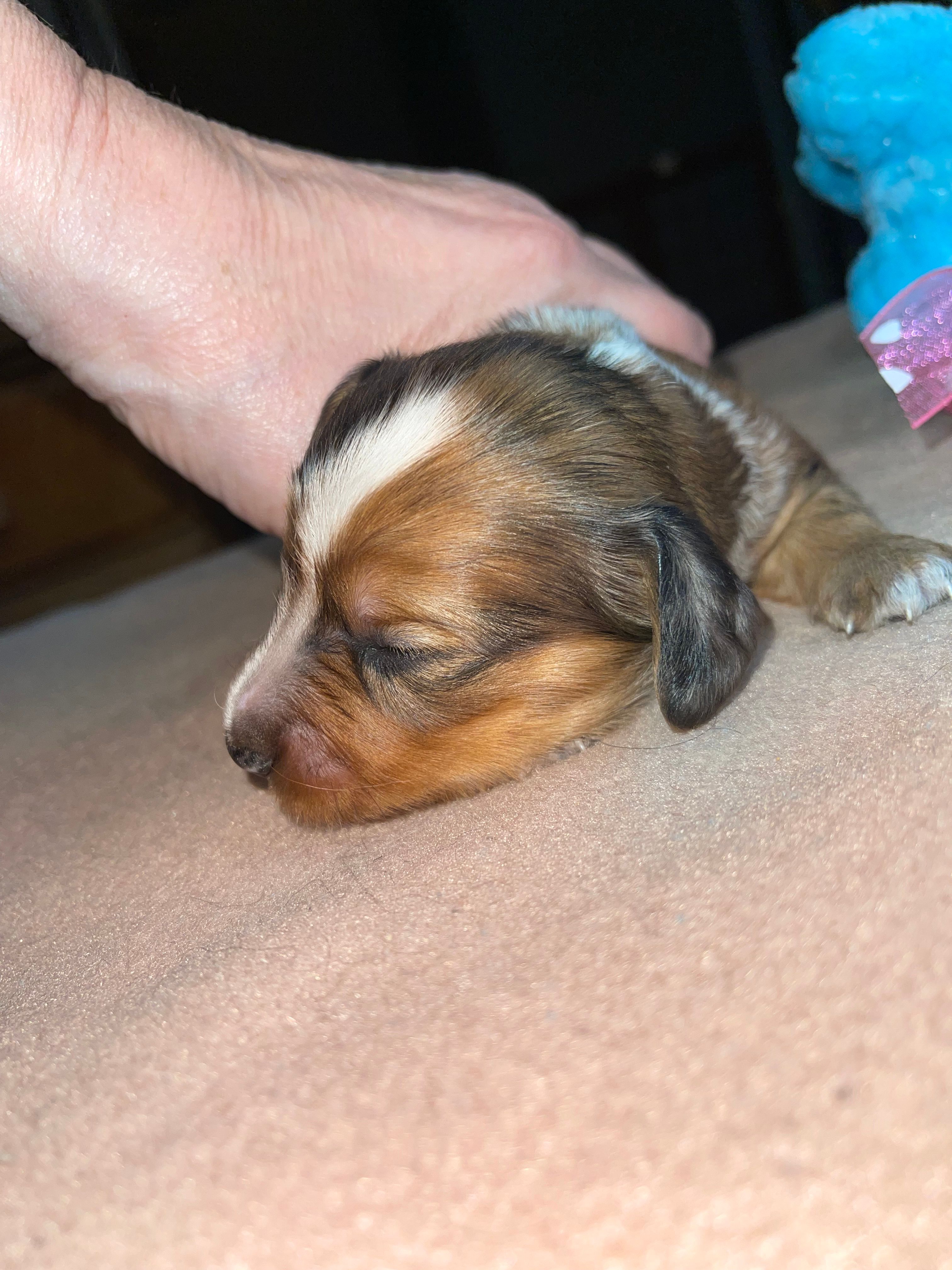 Timothy – Miniature Dachshund puppy for sale in Leesburg, NJ