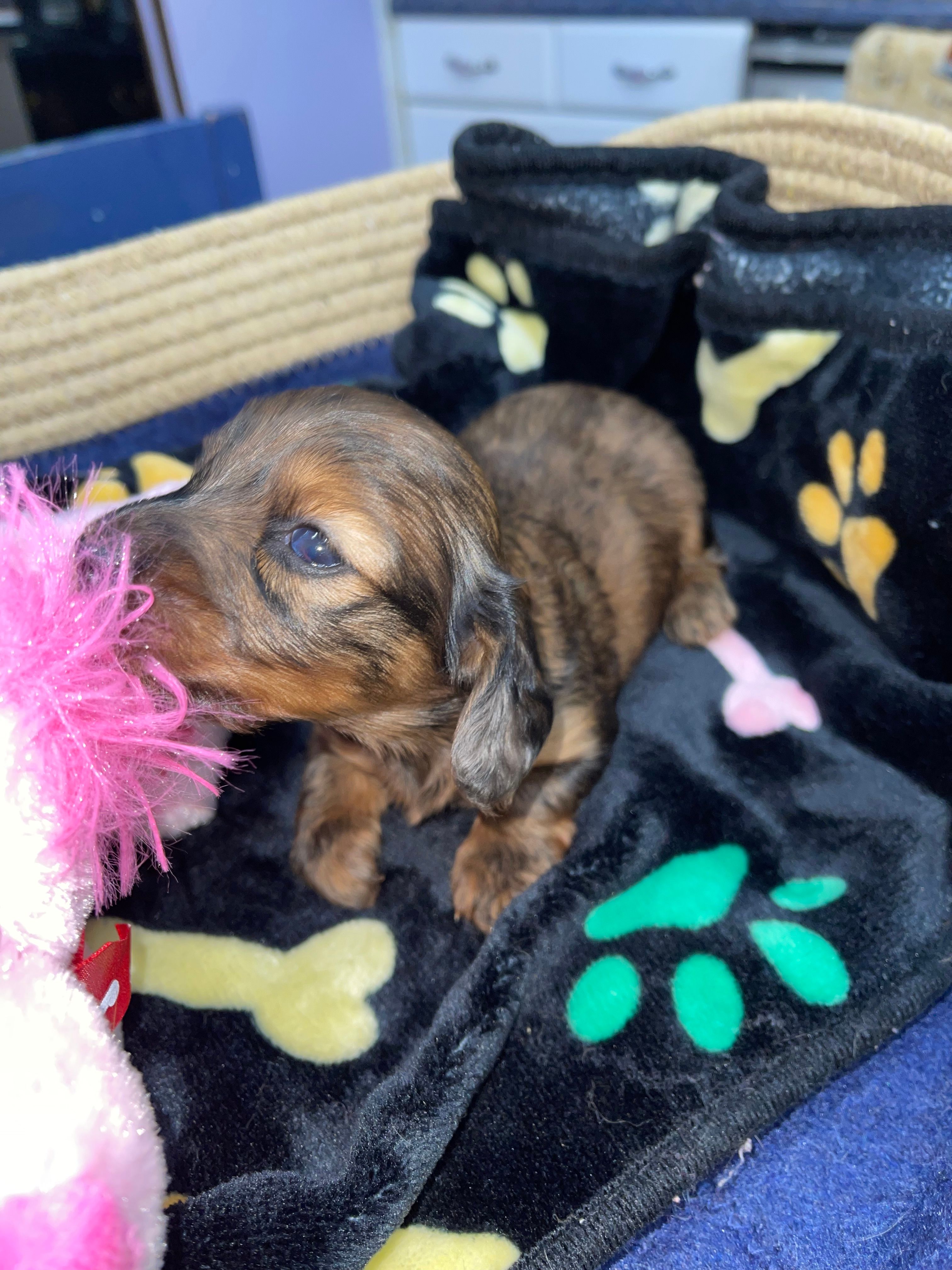 Bonnie – Miniature Dachshund puppy for sale in Leesburg, NJ