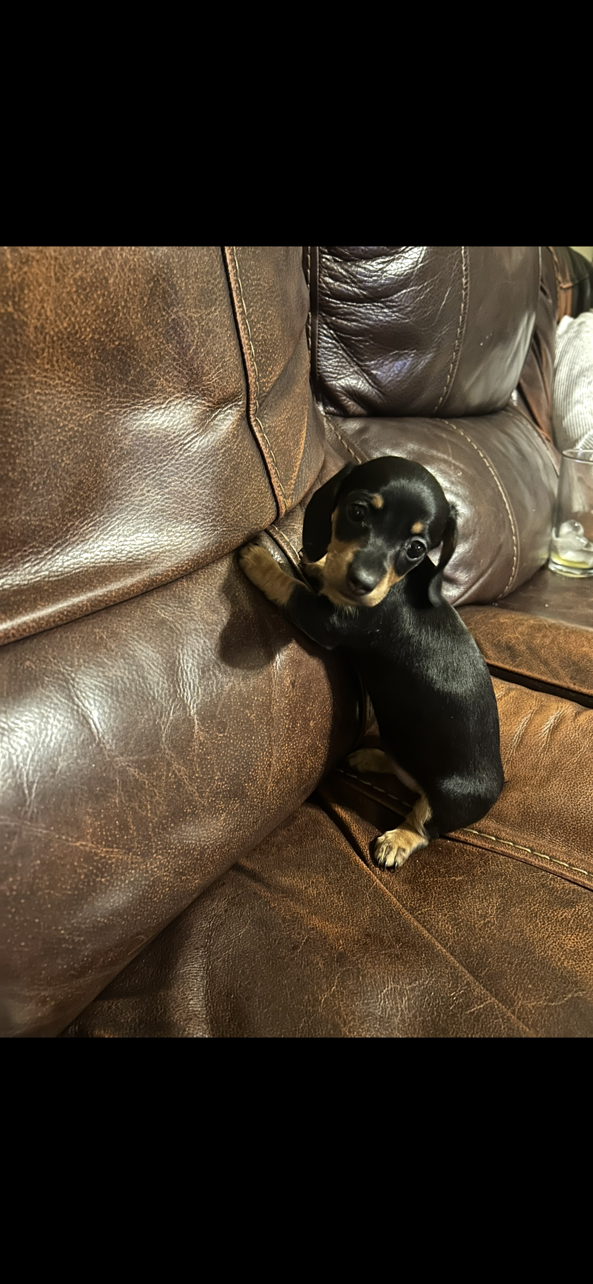 Emma – Miniature Dachshund puppy for sale in Raleigh, NC