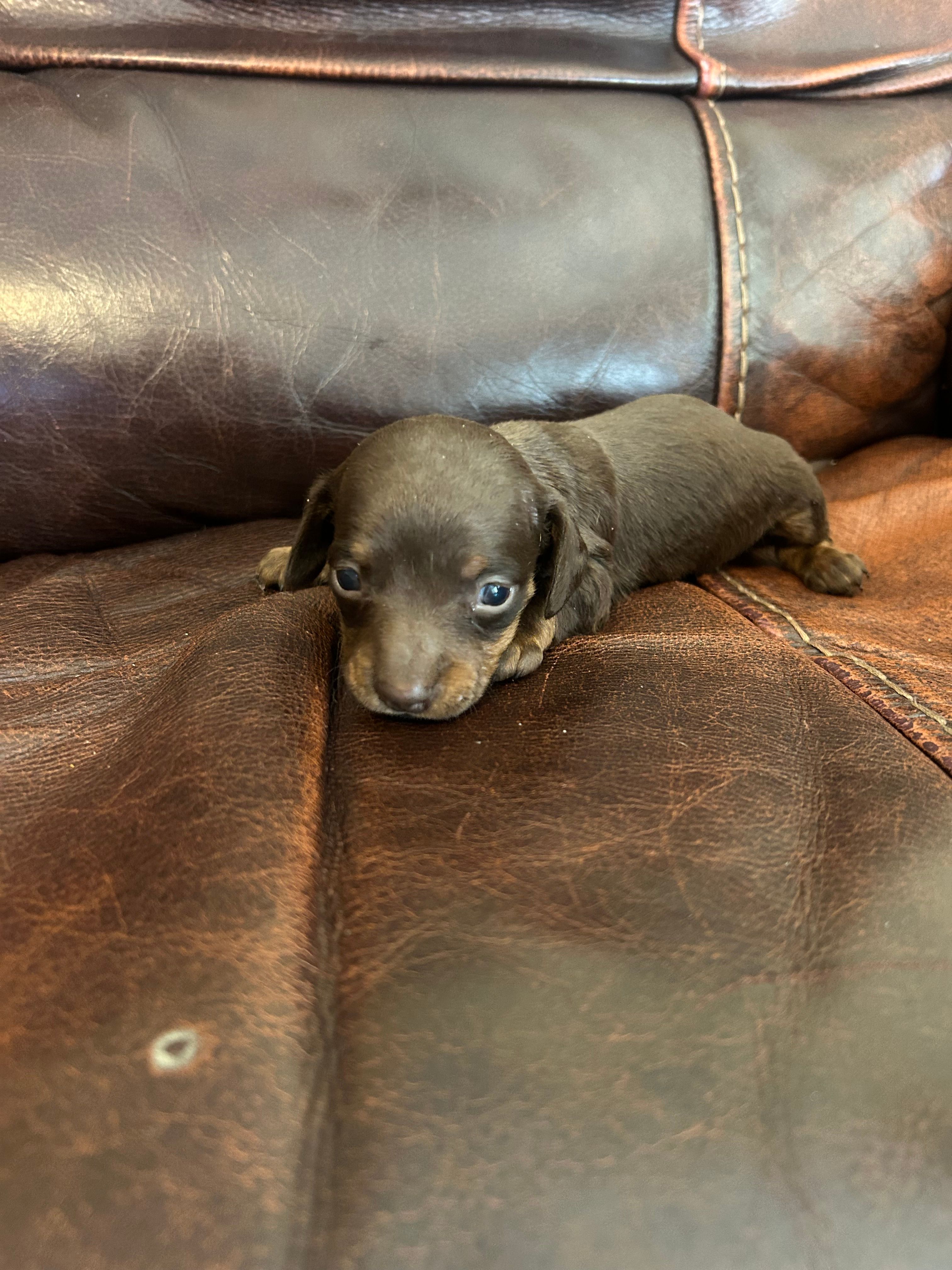 Chip – Miniature Dachshund puppy for sale in Raleigh, NC