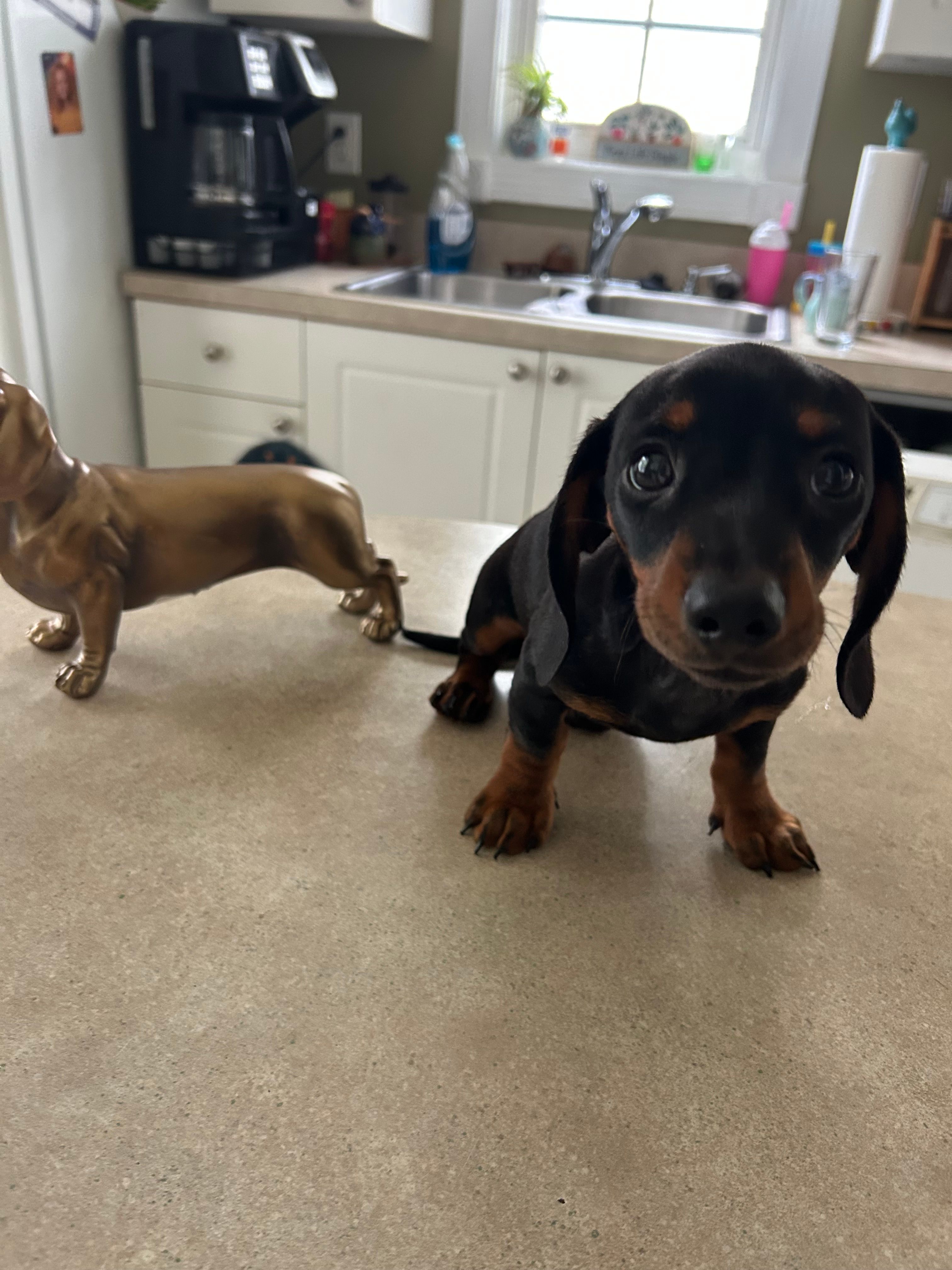 Houdini – Miniature Dachshund puppy for sale in Raleigh, NC