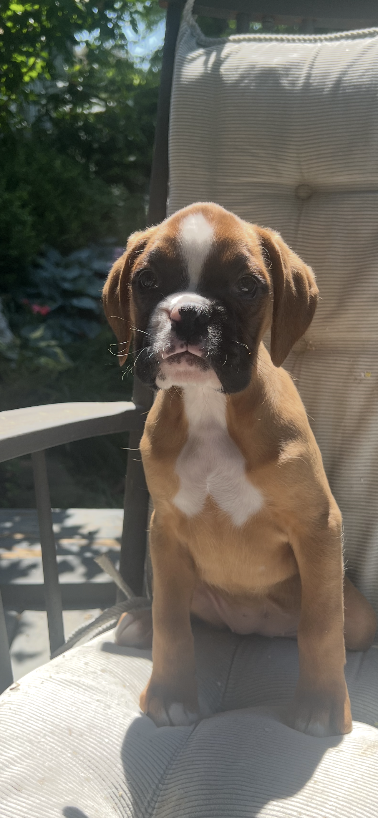 Greta 68.75% euro – Boxer puppy for sale in Reagan, TN