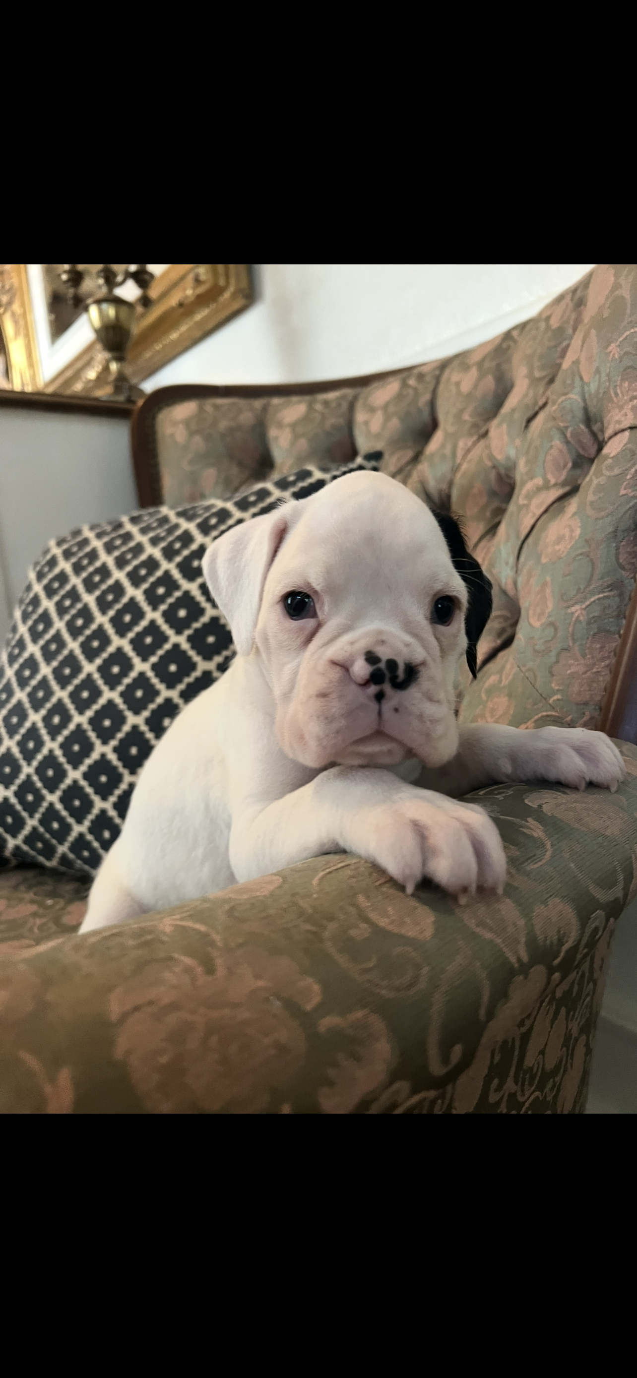 Luna 68.75% euro – Boxer puppy for sale in Reagan, TN