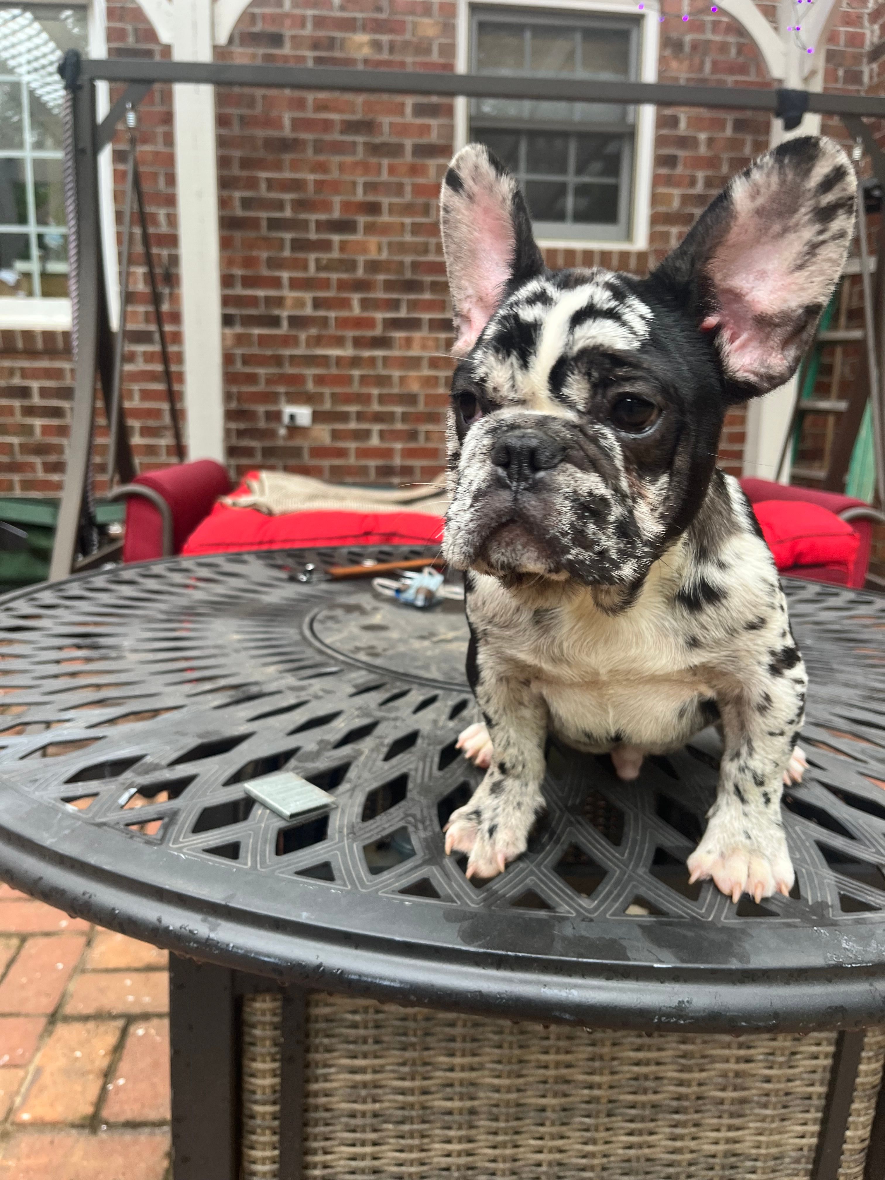 Lazy – French Bulldog puppy for sale in Cleveland, NC