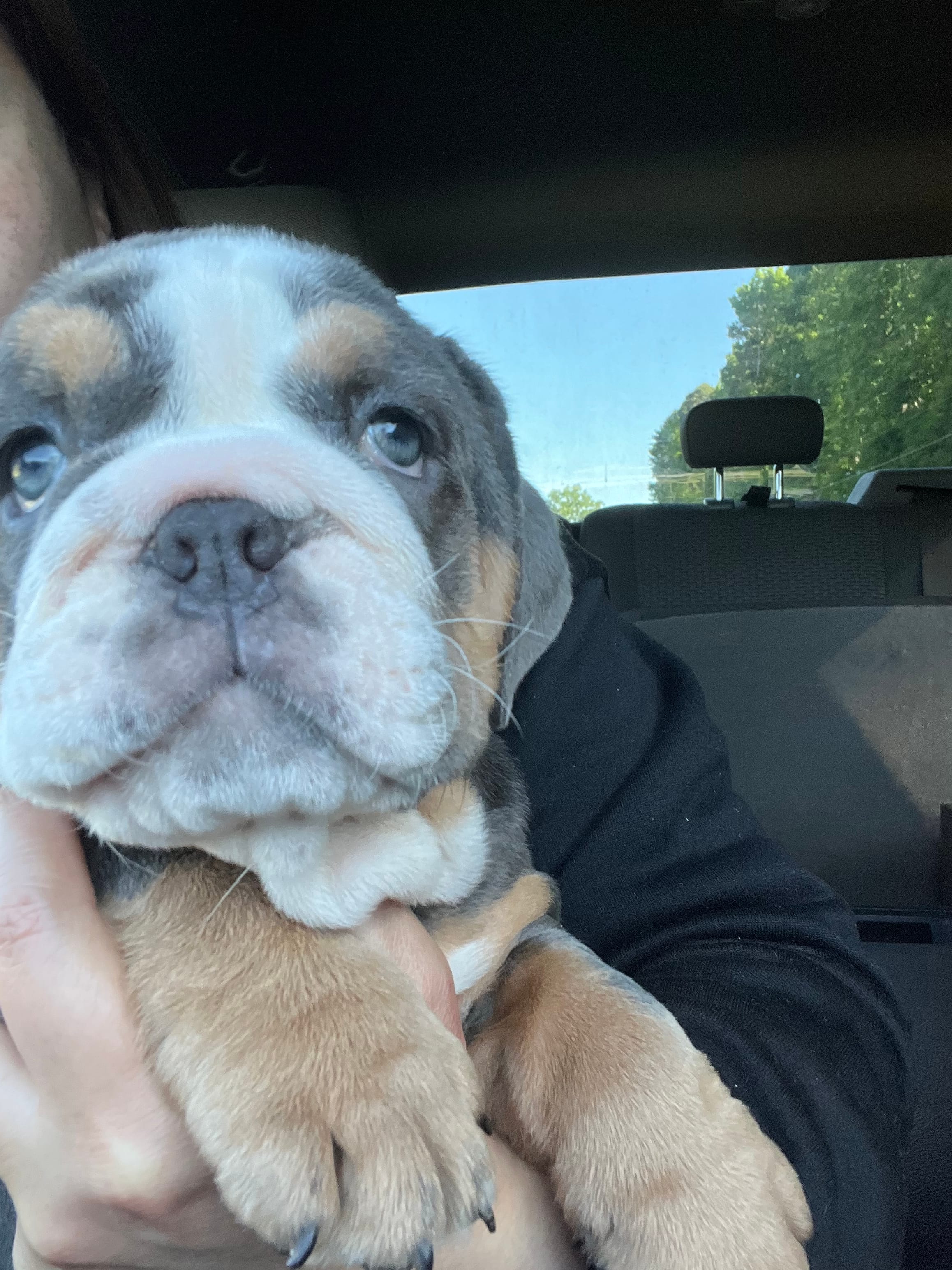 Chunky  – English Bulldog puppy for sale in Cleveland, NC